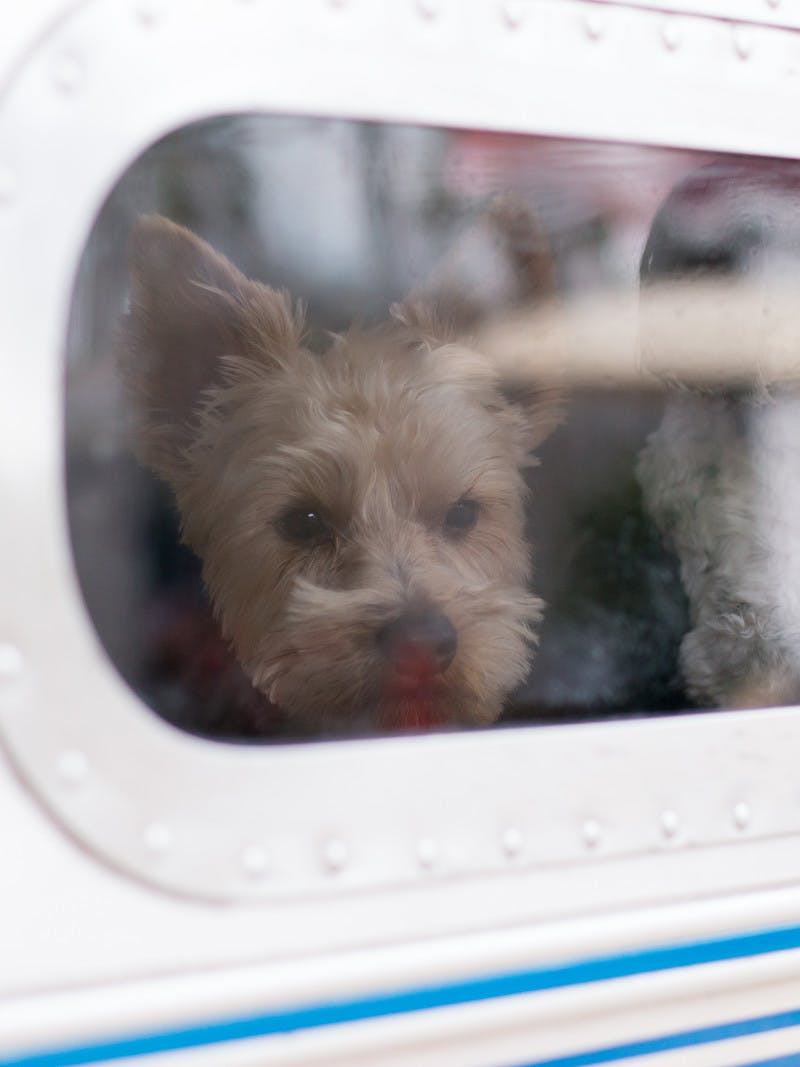 A view from the outside of an RV looking into the RV showing Christina Griffin's dogs. 