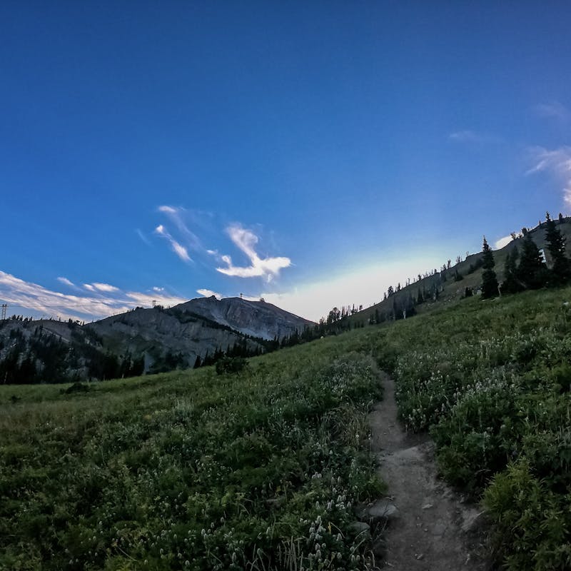 A dirt path through a field of wildflowers at the base of some mountains.