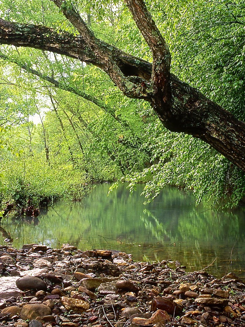 A tree hangs over the Mulberry River in Ozark-St. Francis National Forest.