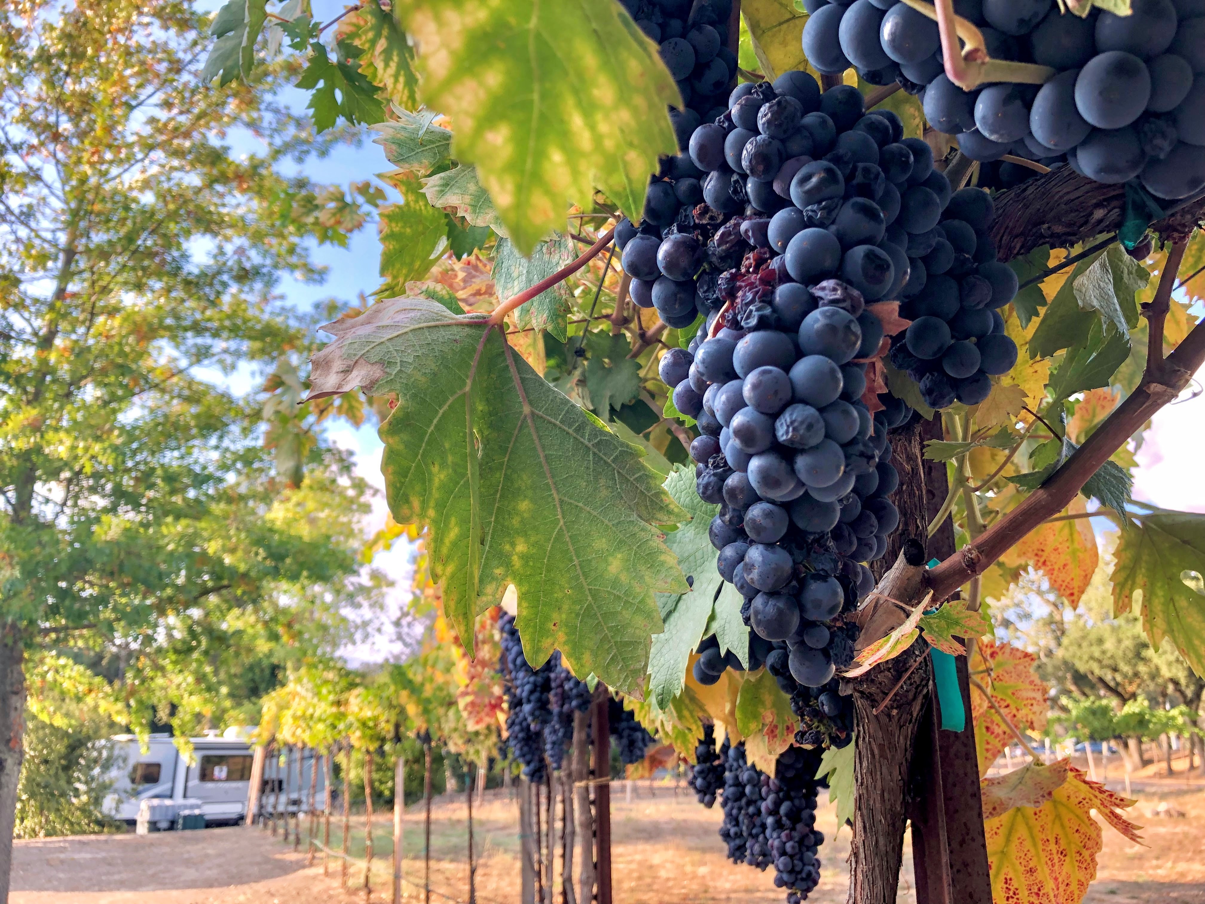 Vineyards with grapes at the Mayo Family Winery in Sonoma.