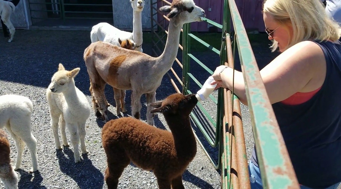 Christina Mcmillan pets alpacas at the Misty Acres Alpaca Farm in Maine.