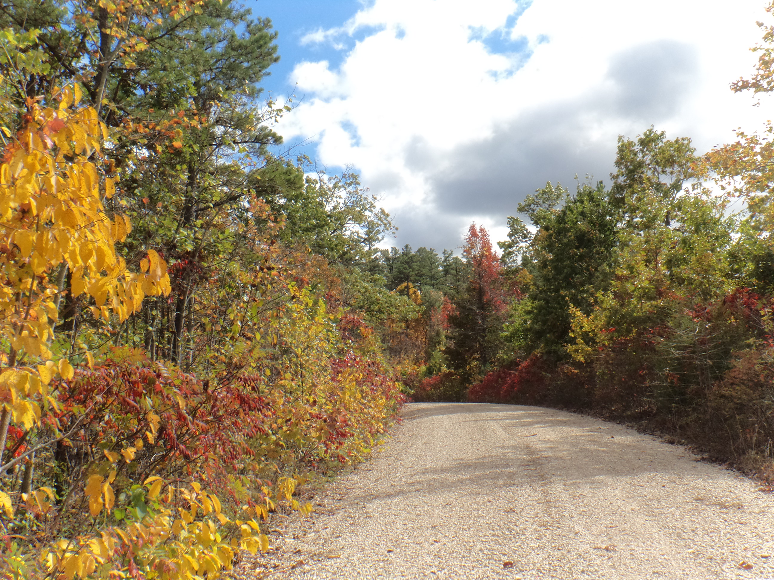 Buick Truck Trail (a dirt path) with fall foliage in Mark Twain National Forest.