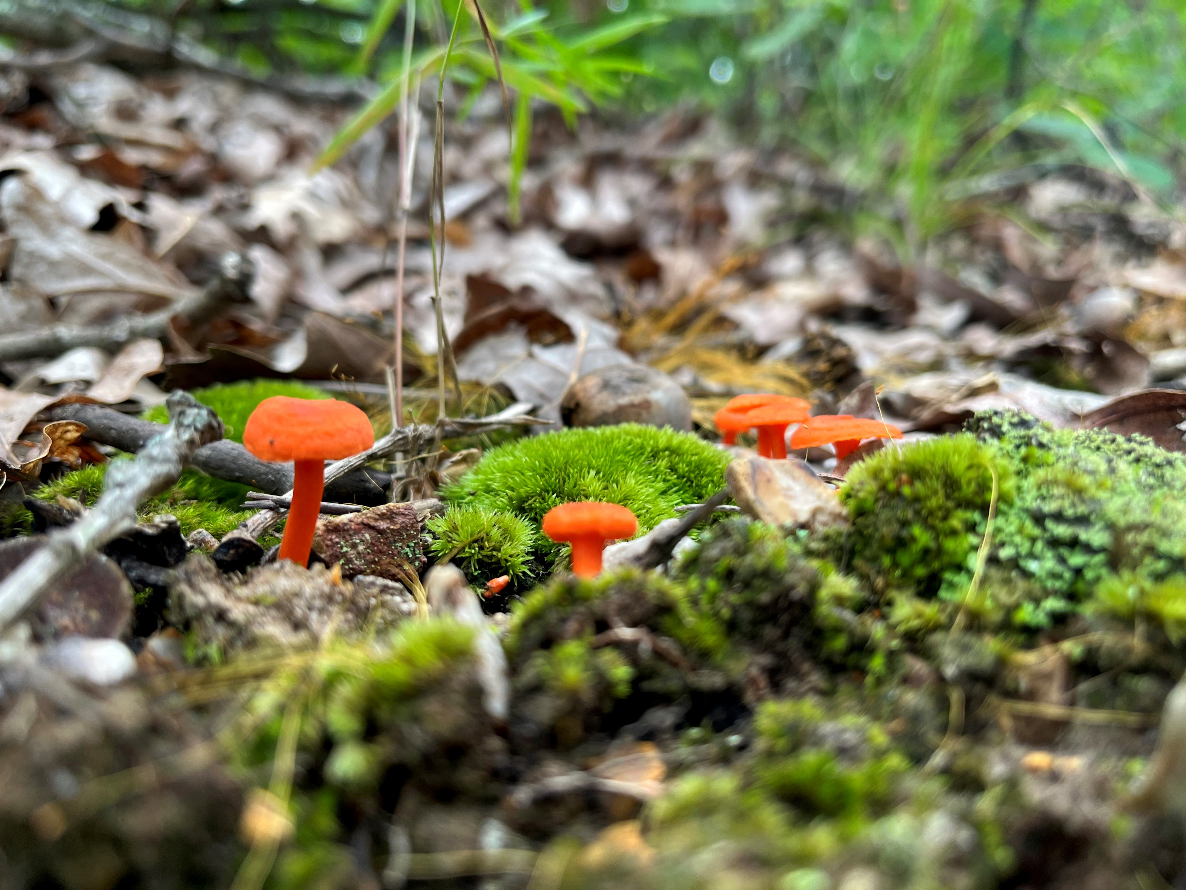 Orange-red mushrooms pictured next to moss on the forest floor of Mark Twain National Forest.