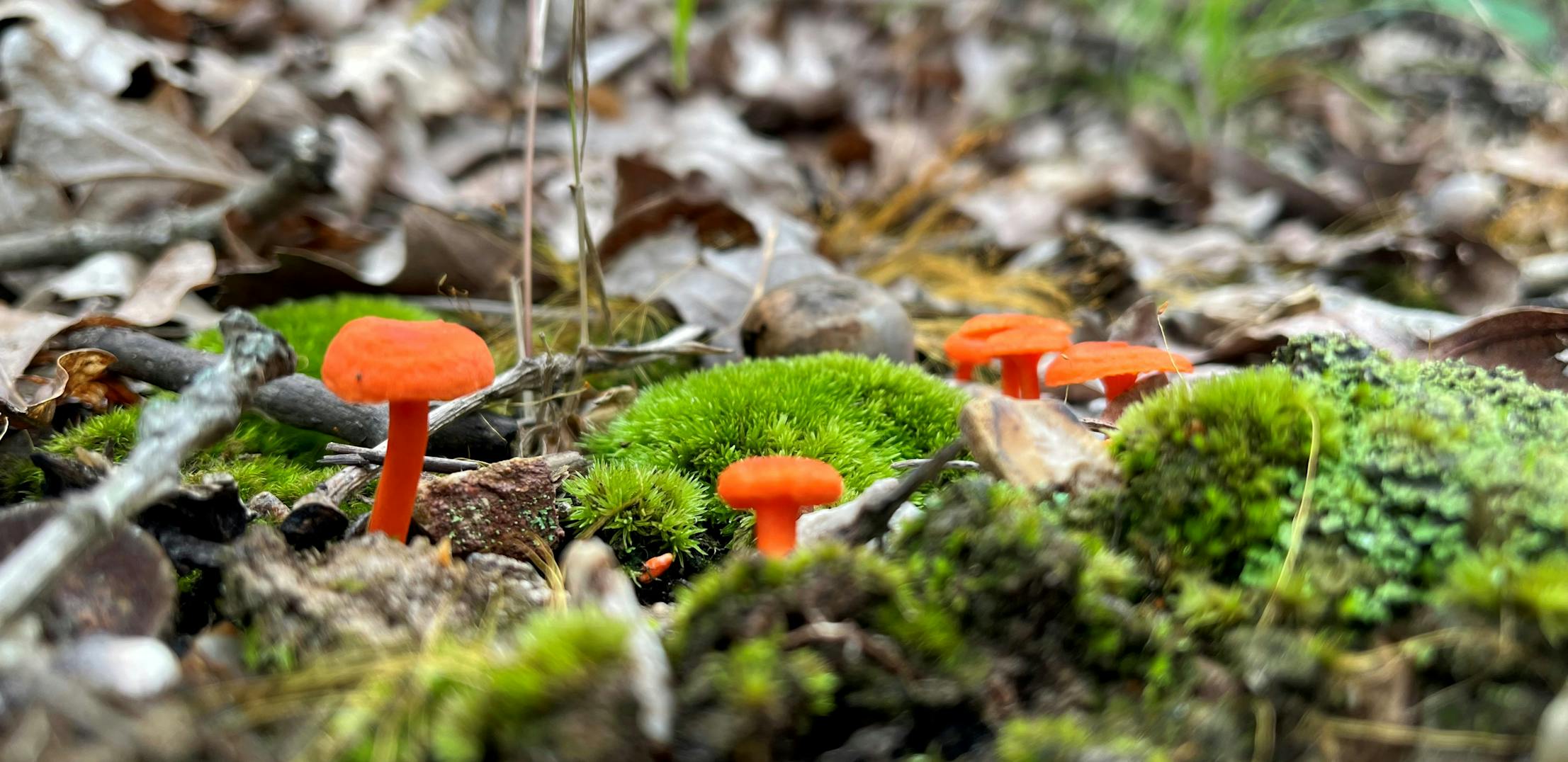 Orange-red mushrooms pictured next to moss on the forest floor of Mark Twain National Forest.