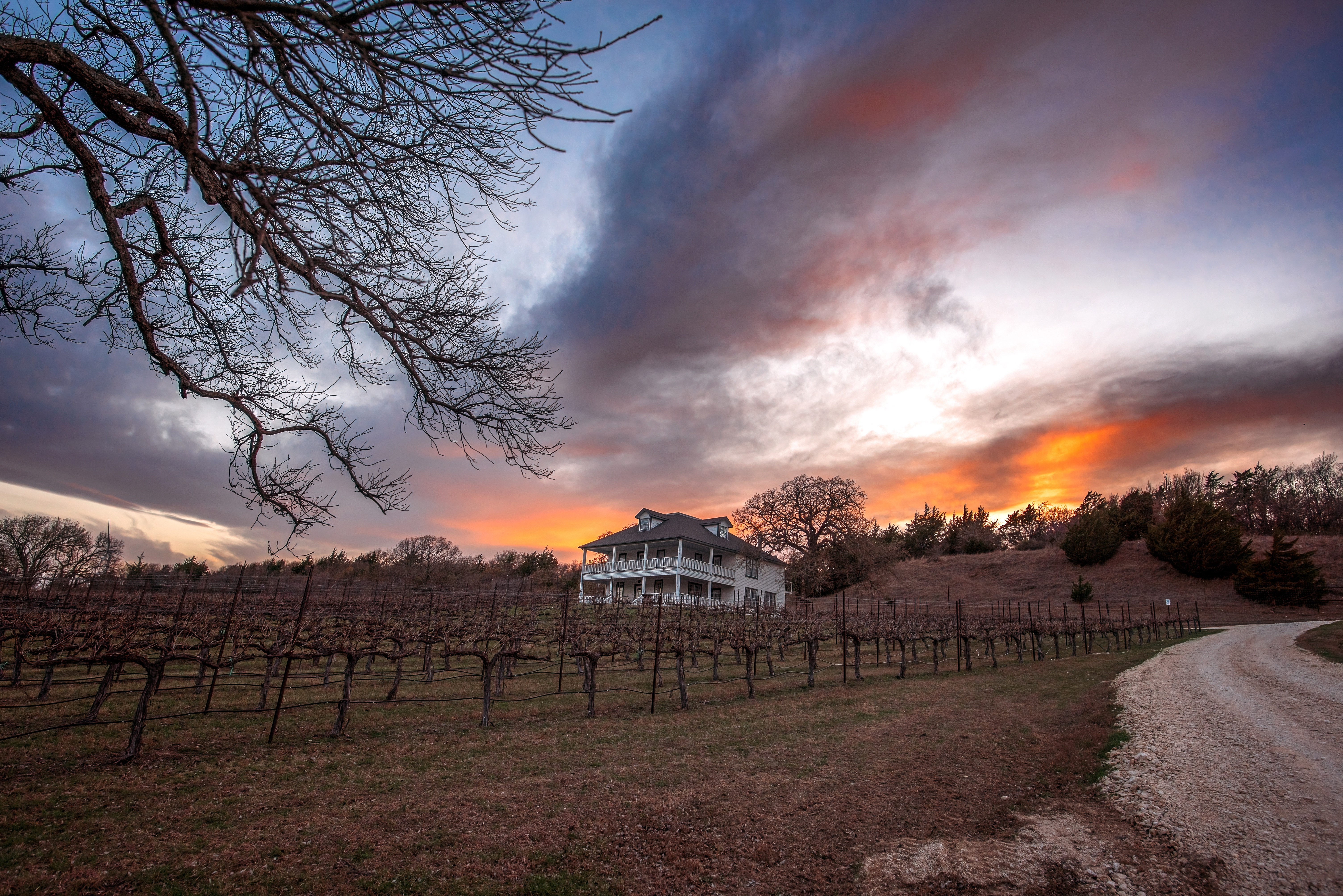 A vineyard during sunset.