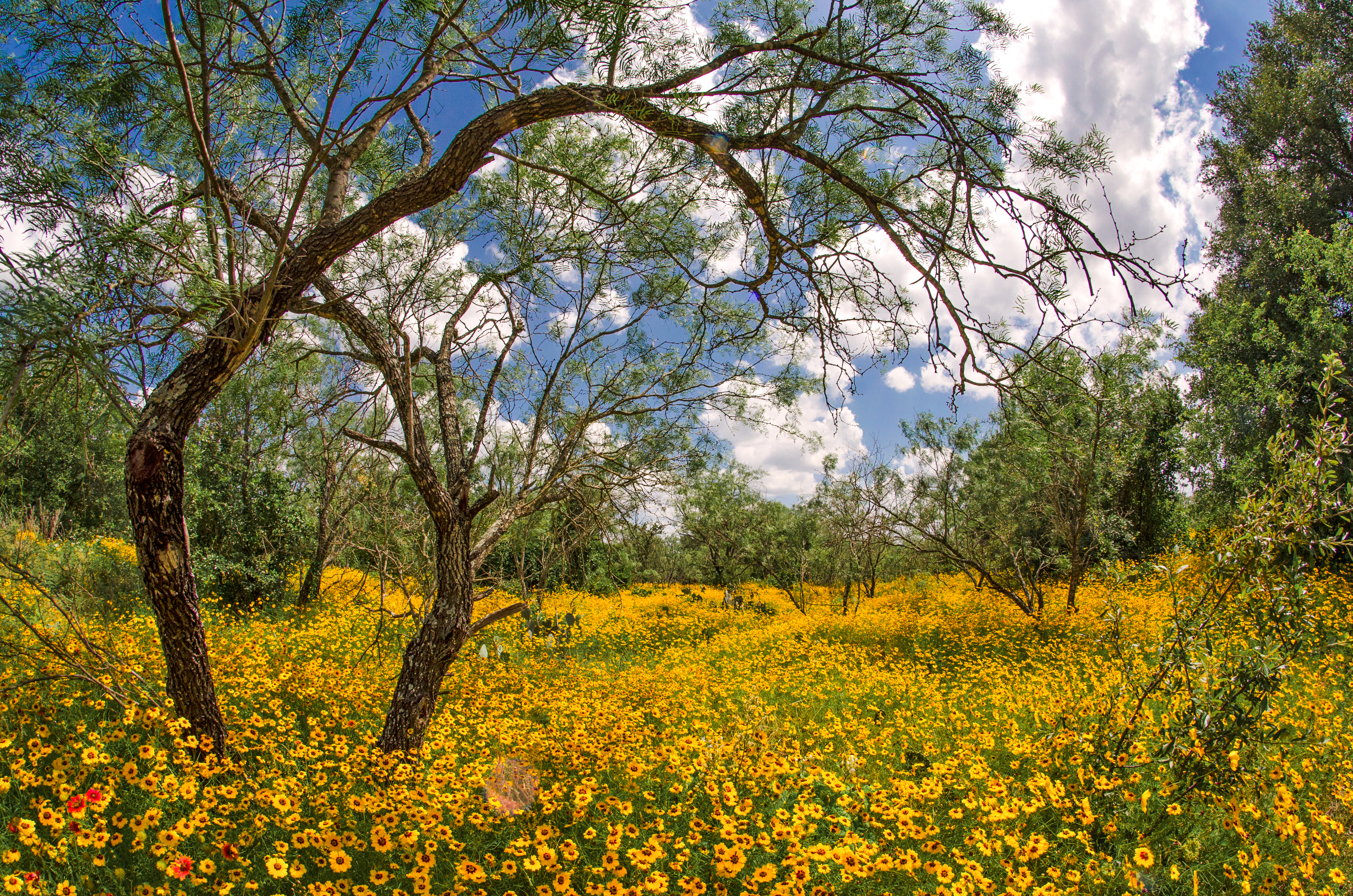 An urban park with wildflowers taken by the Takacs.
