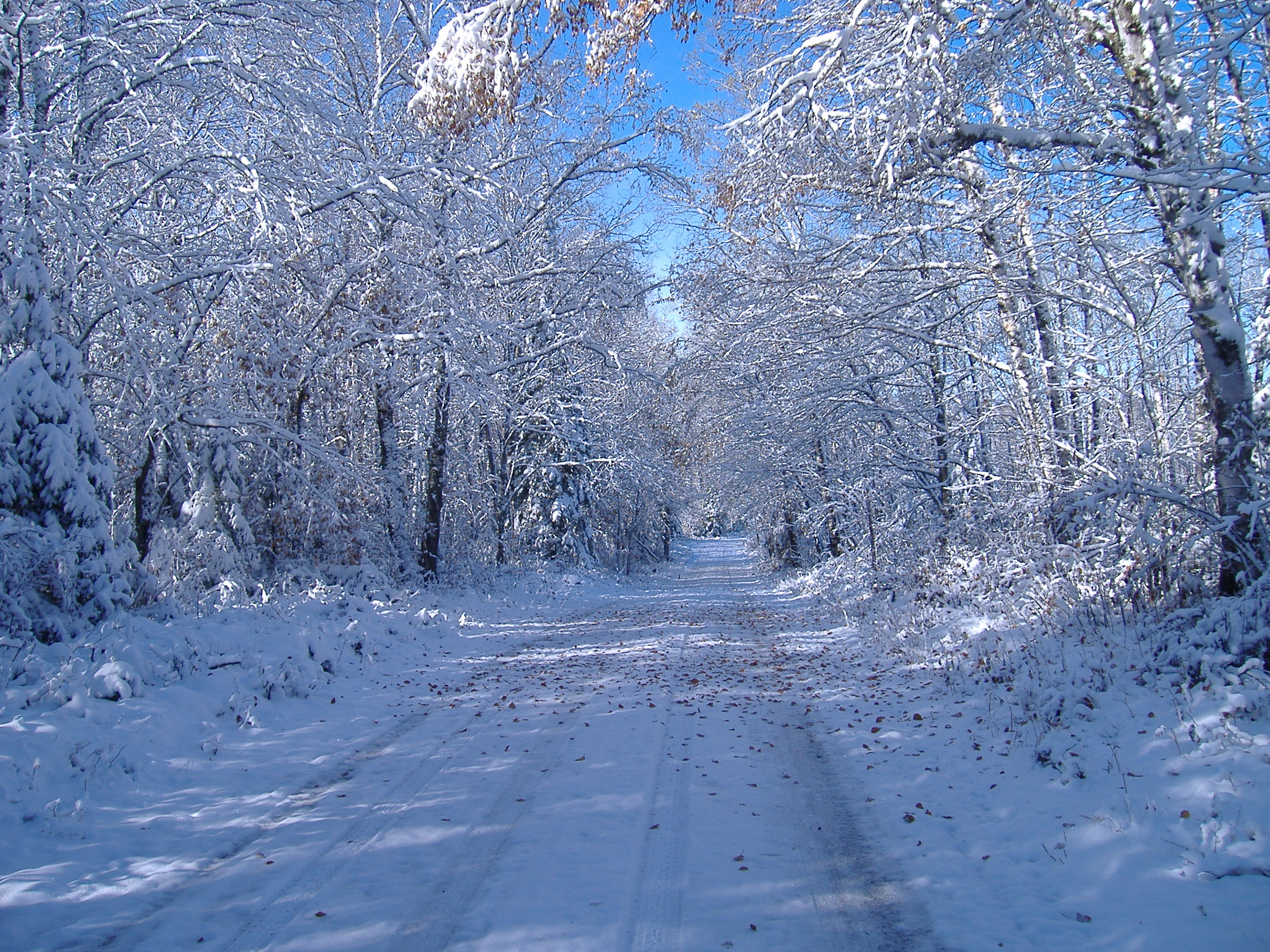 Trees are covered in fresh fallen snow in Superior National Forest.