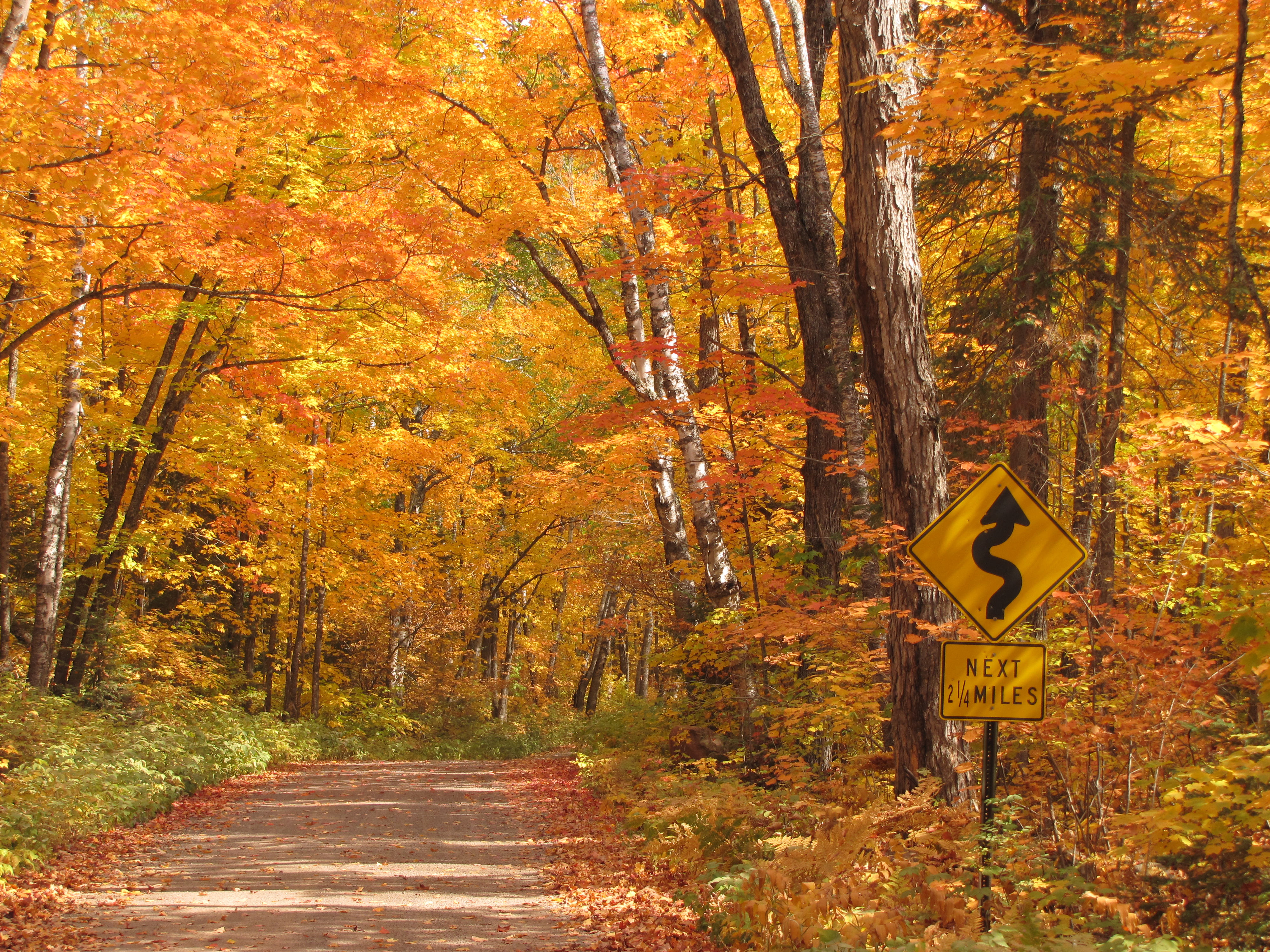 A road leads into Superior National Forest, featuring fall foliage colors of orange and yellow.
