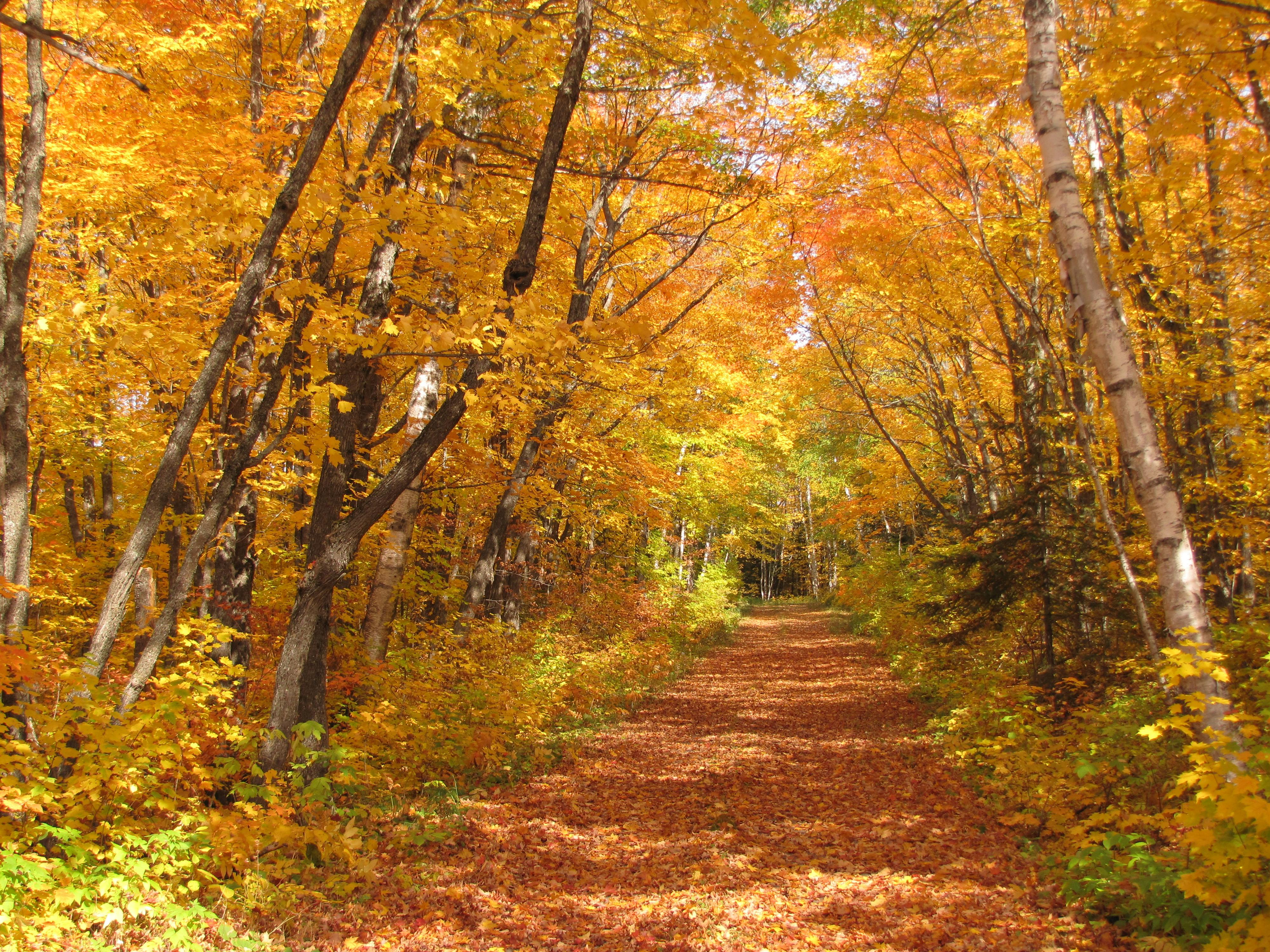 A road in Superior National Forest is covered in orange and yellow fall foliage leaves.