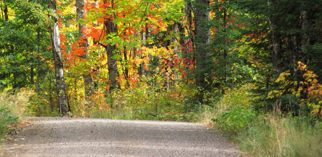 A road in Superior National Forest leads into the woods featuring greens and fall foliage colors of red and yellow.