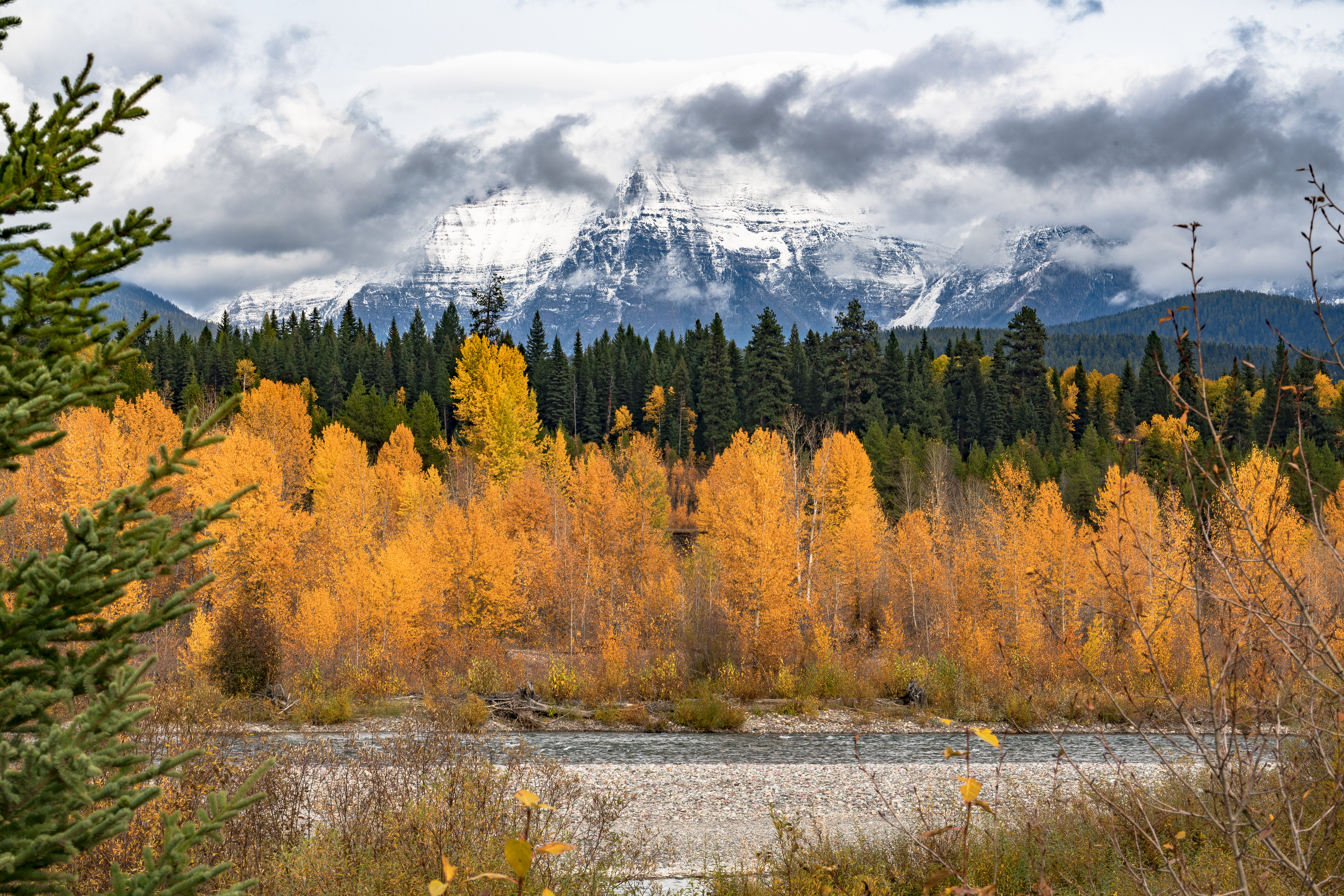 Fall foliage and snow-capped mountains in Flathead National Forest.