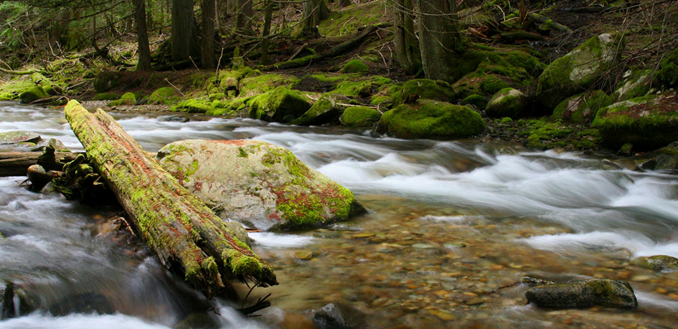 A flowing river in the Idaho Panhandle National Forest.