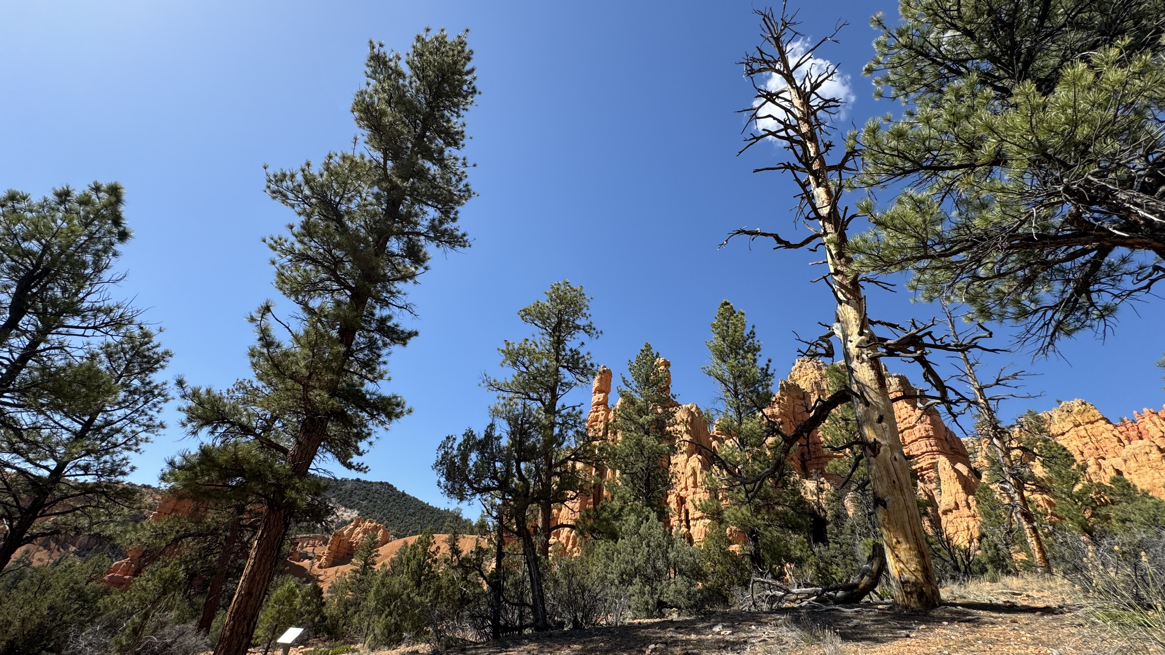 Tall pine trees and red rocks in Dixie National Forest.