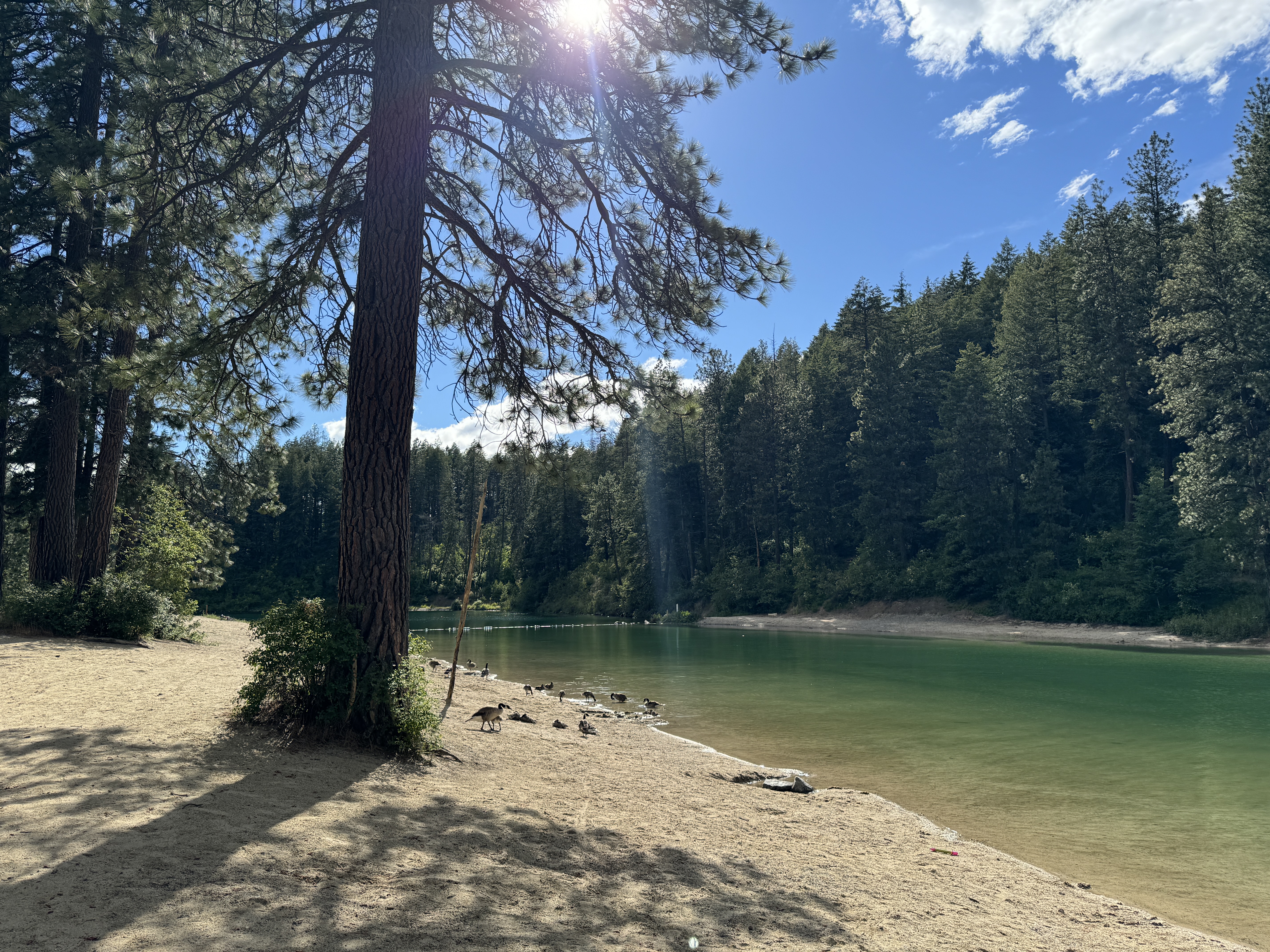 A wooded forest and river in the Idaho Panhandle National Forest.