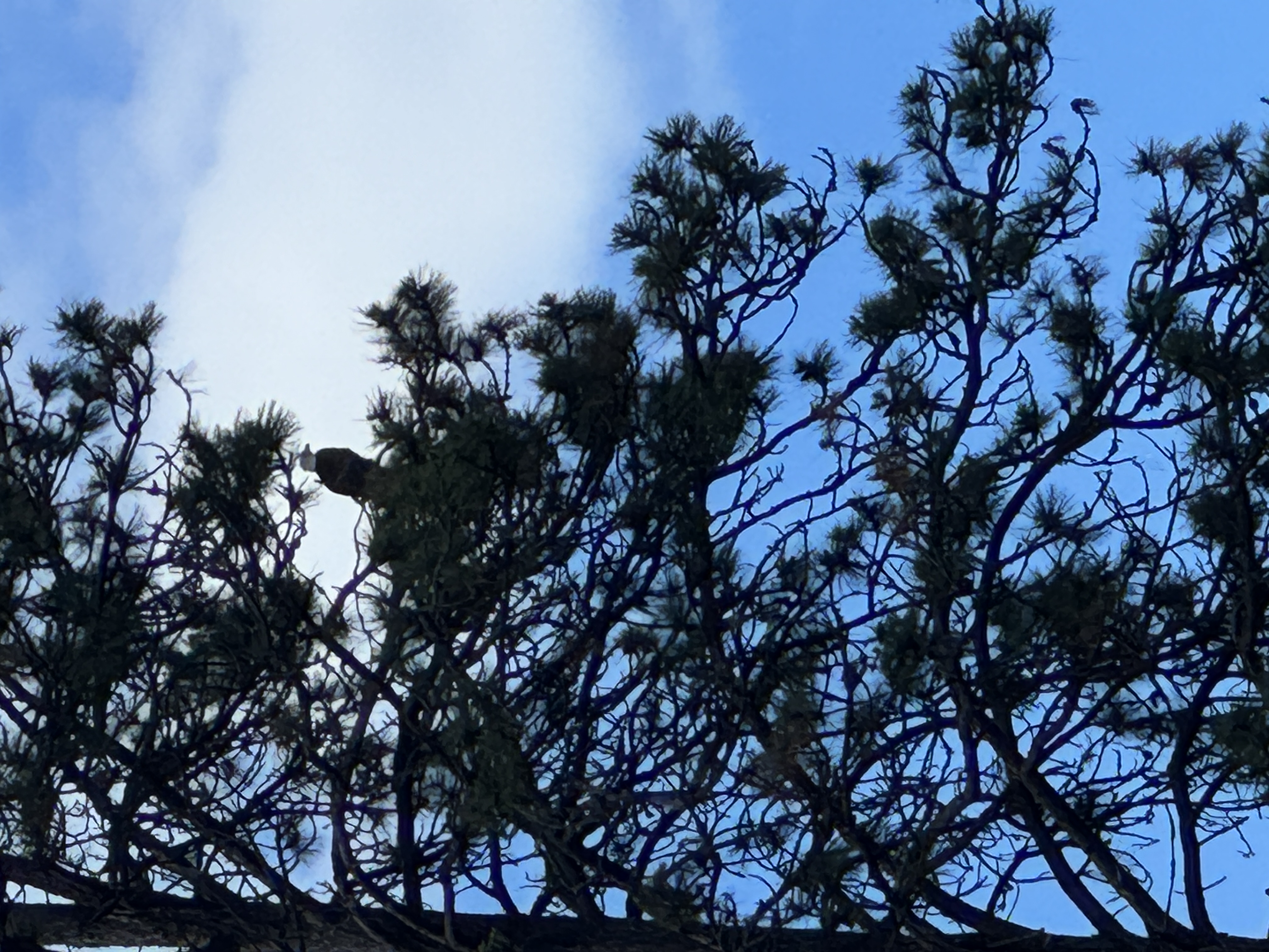 A bald eagle sits in a tree in the Idaho Panhandle National Forest.