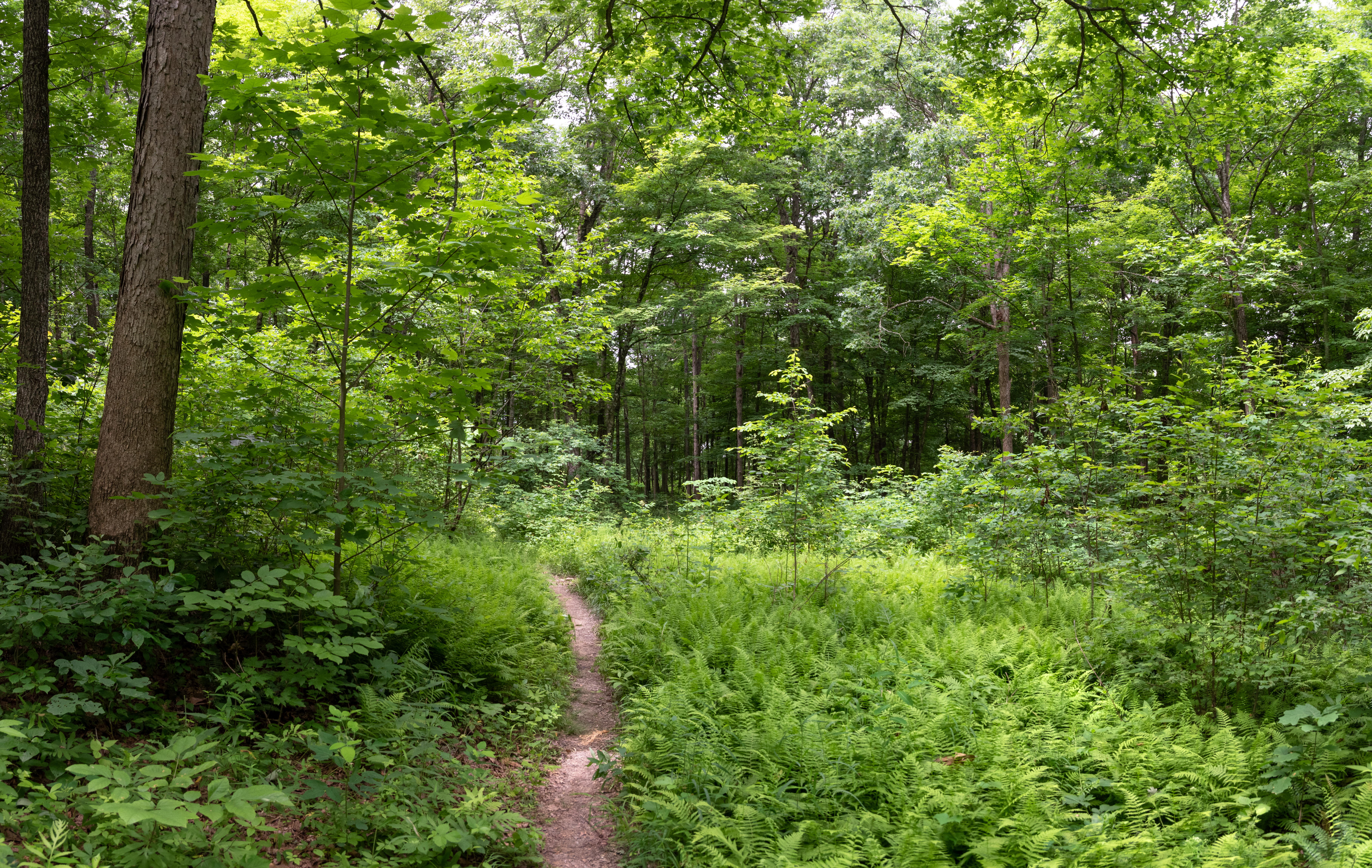 A wooded green trail in the Baileys Trail System in Wayne National Forest.