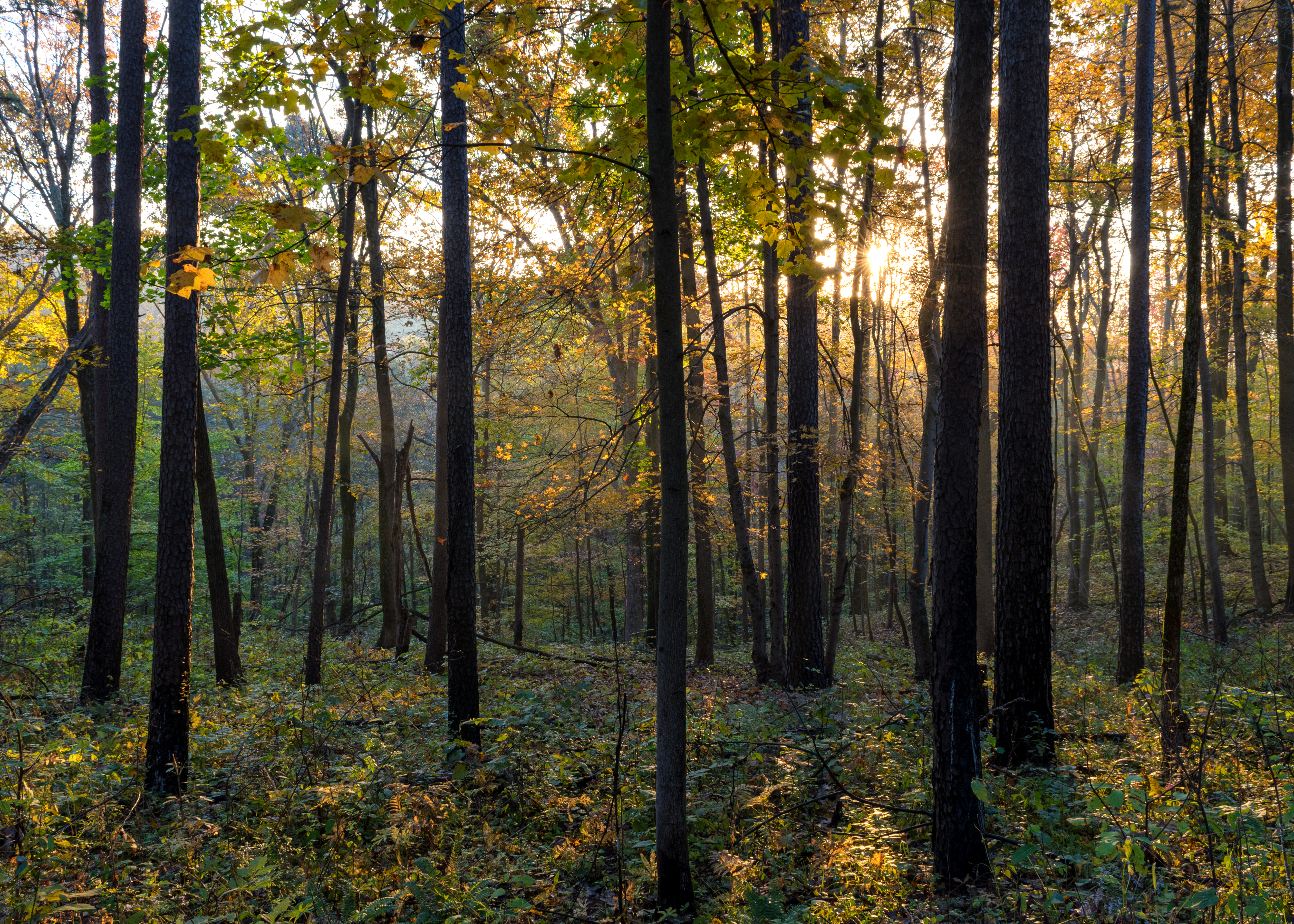 Fall foliage in the woods of Wayne National Forest.