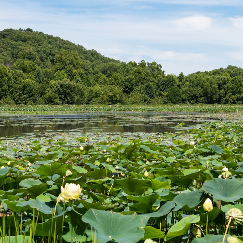 Flowering lily pads in the Sandy Fork Wetlands in Wayne National Forest.