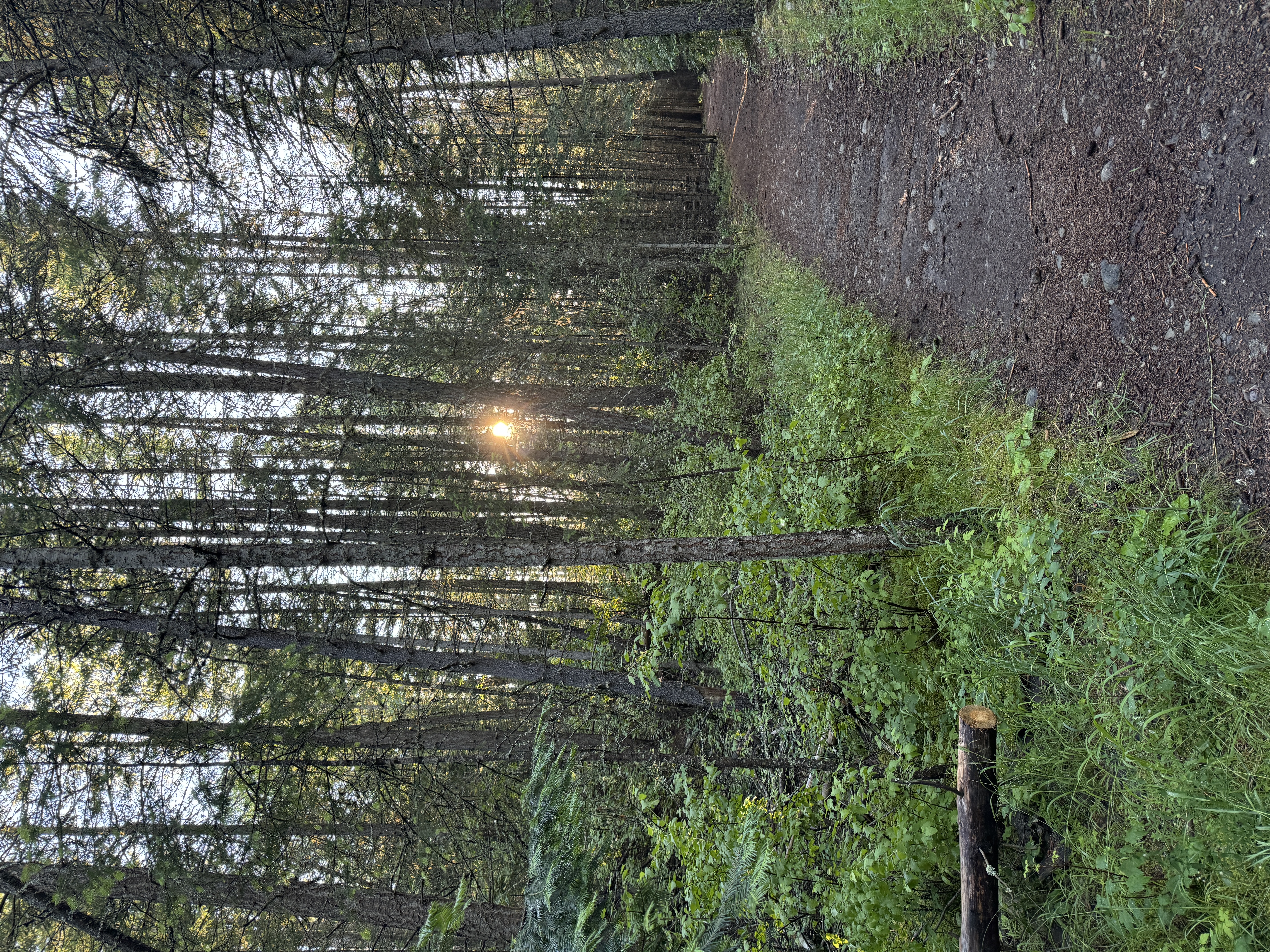 A sunset and dirt trail in the Idaho Panhandle National Forest.