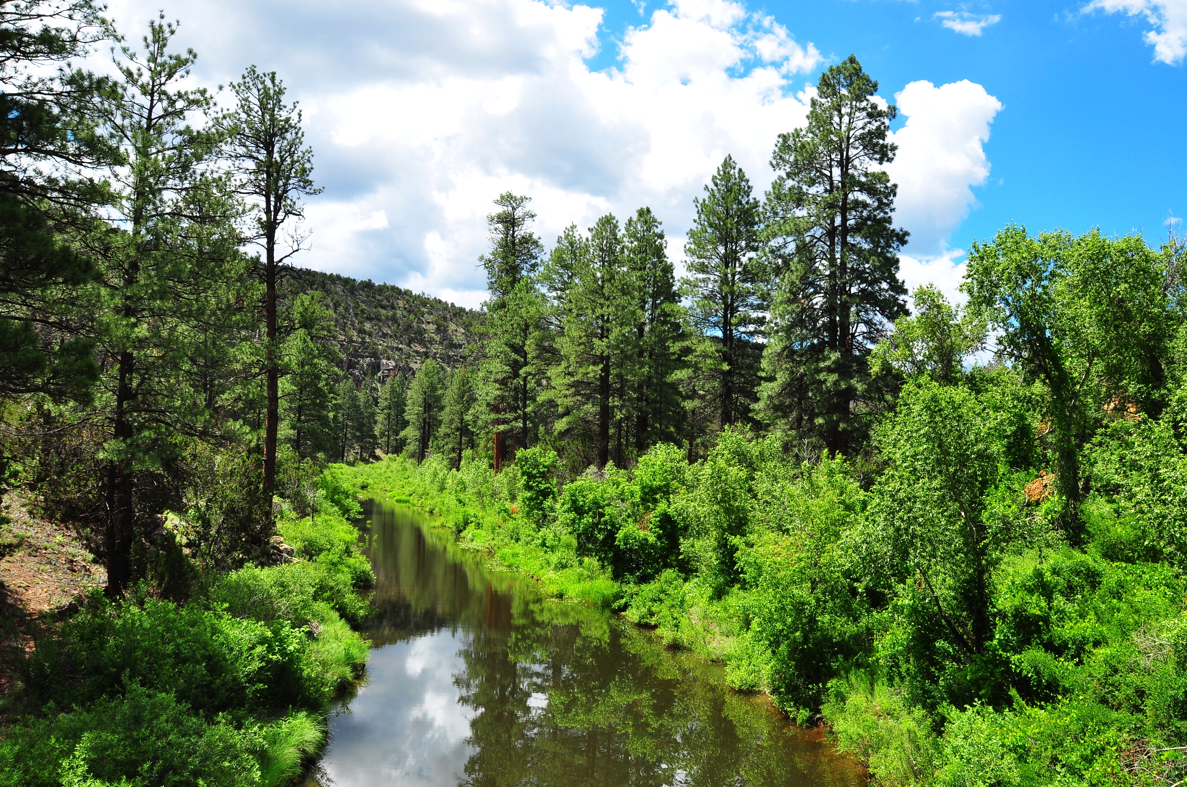 A forested river in Apache Sitgreaves National Forest.
