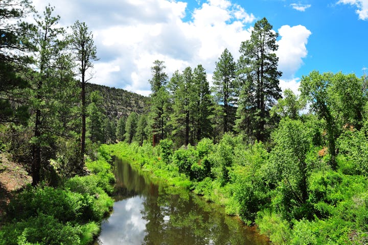 A forested river in Apache Sitgreaves National Forest.