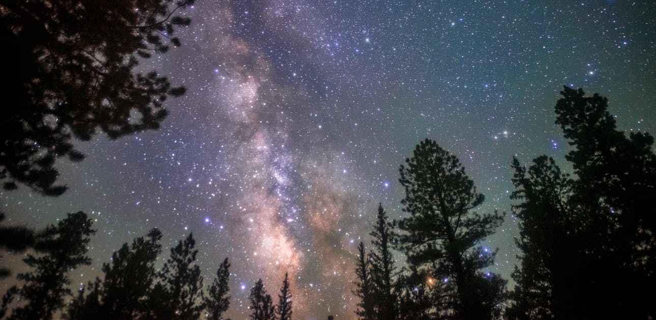 A starry night sky seen while looking up at the trees in Pine Lake Campground.