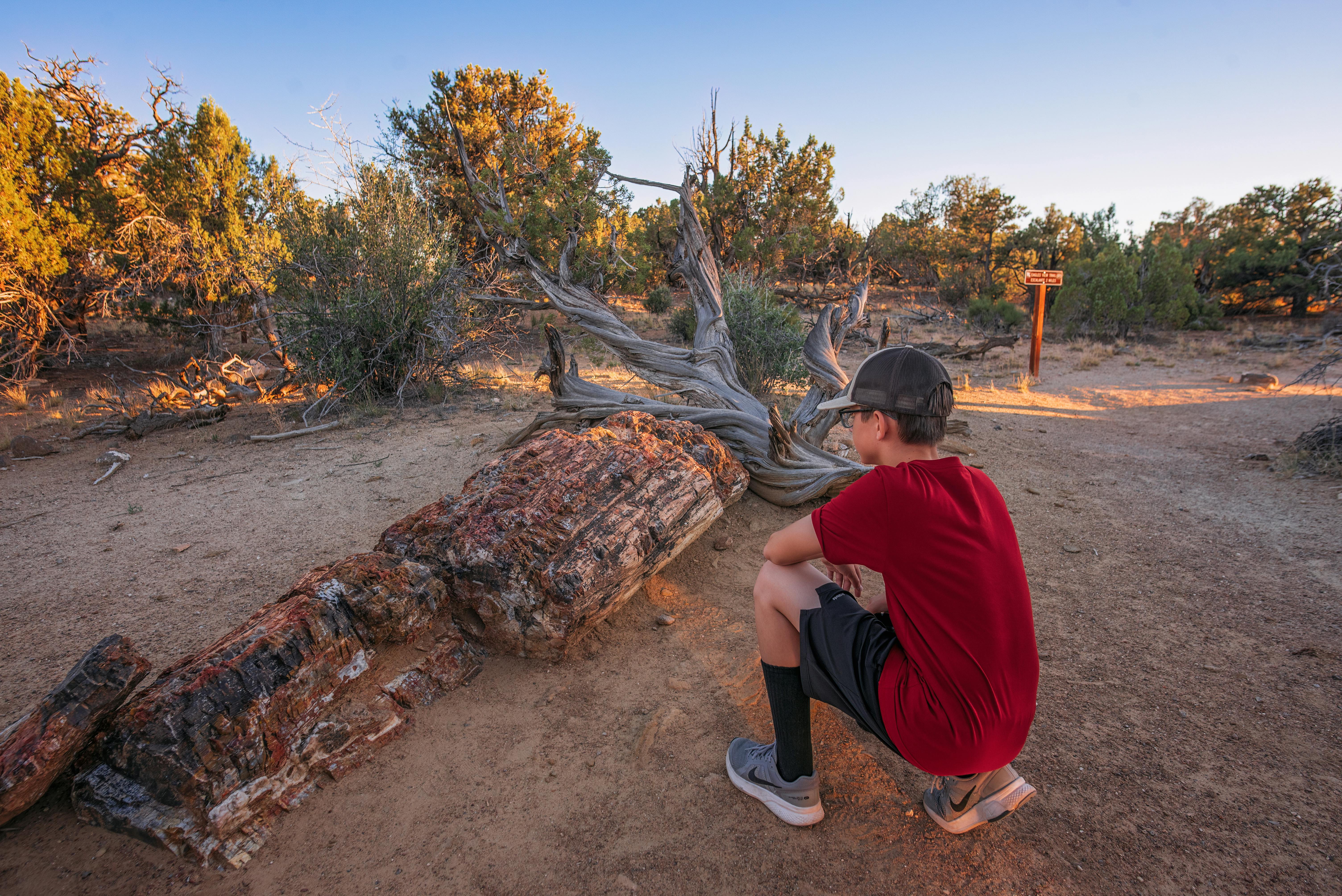 One of the Takacs's kids observes the land at Petrified Forest State Park.