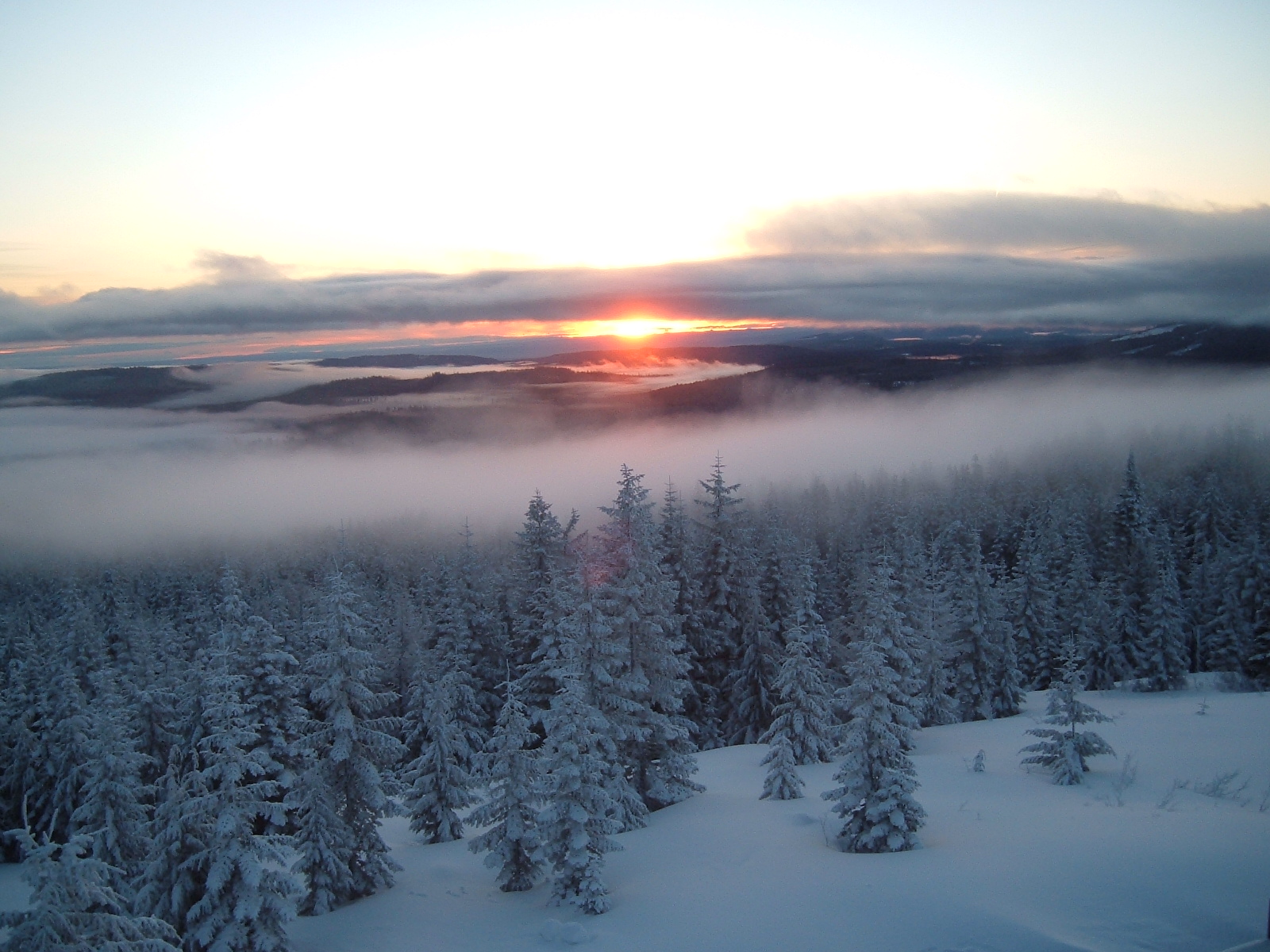 A view of the sunset and snowy forest atop Mt. Hood in Mt. Hood National Forest.