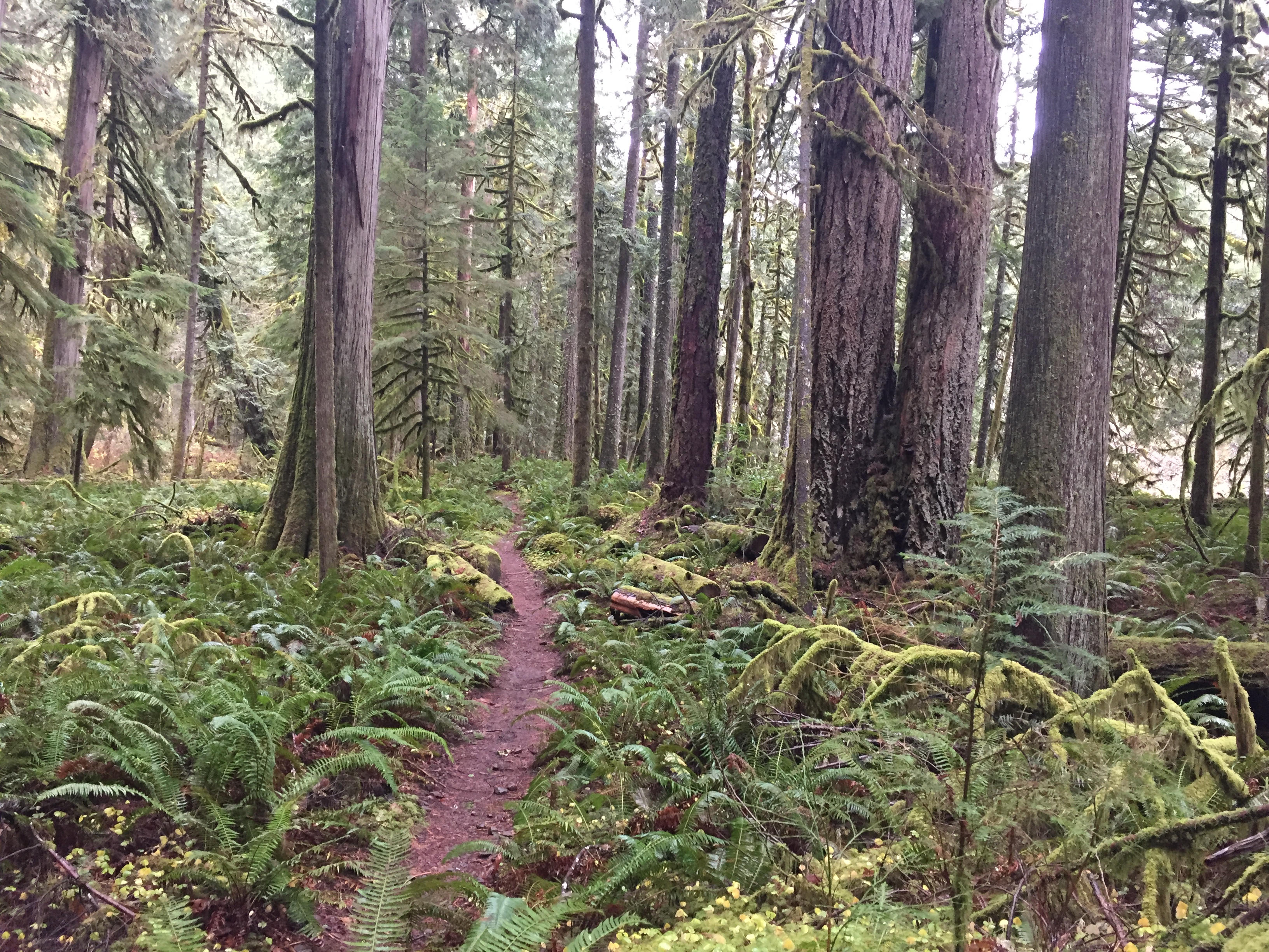 A wooded dirt trail in Mt. Hood National Forest.