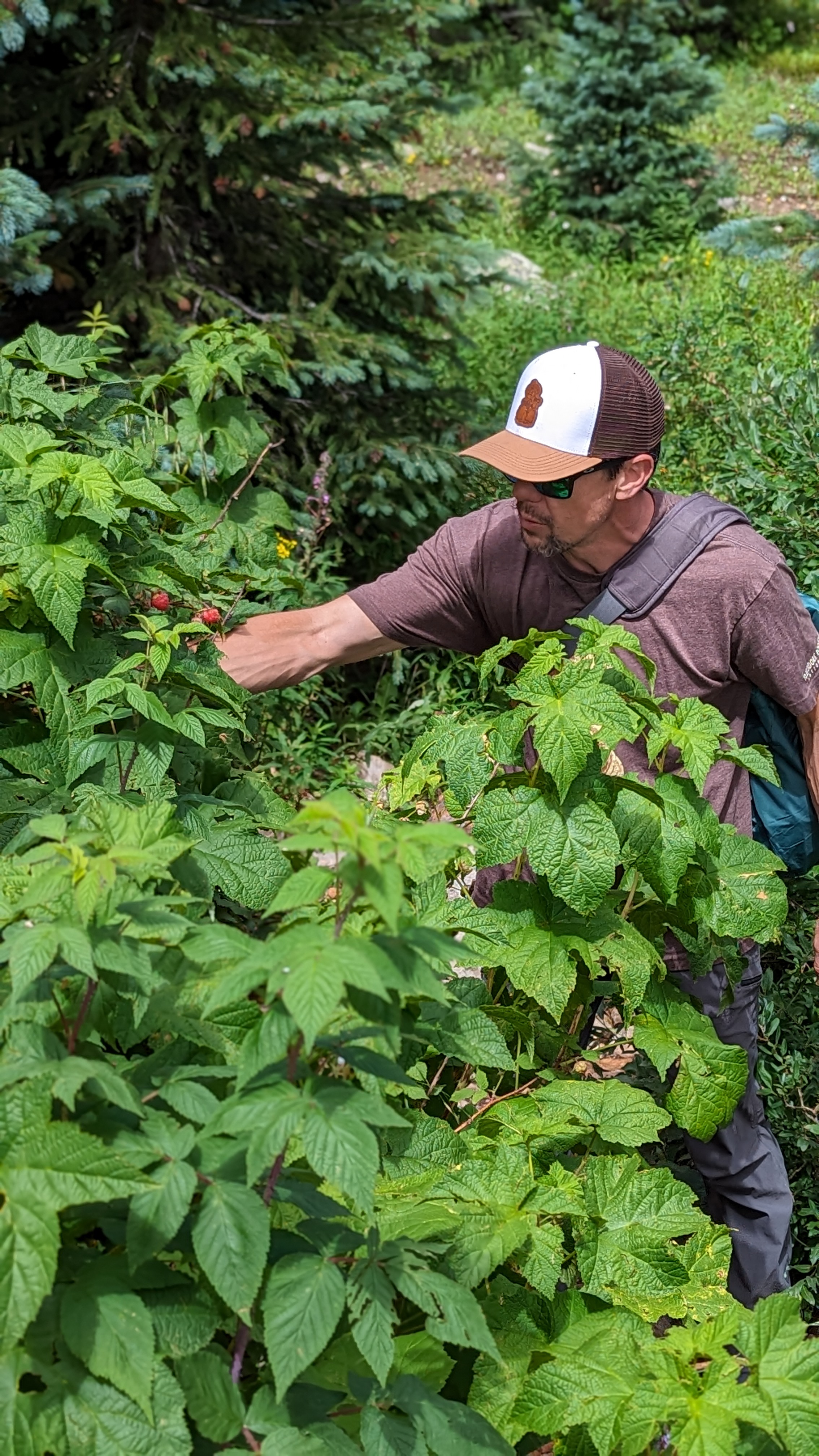 Dustin Bauer forages in San Juan National Forest.