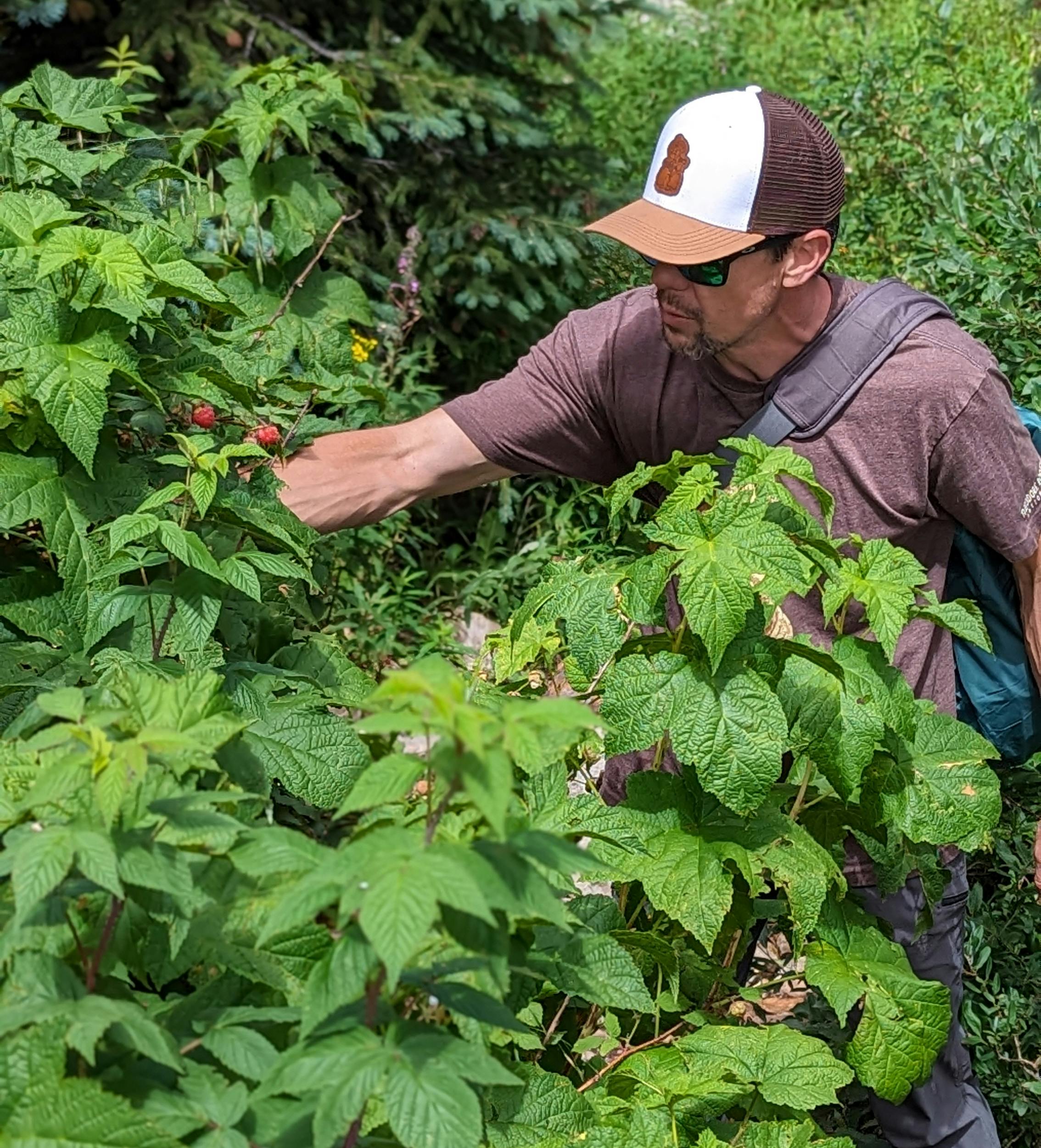 Dustin Bauer forages in San Juan National Forest.