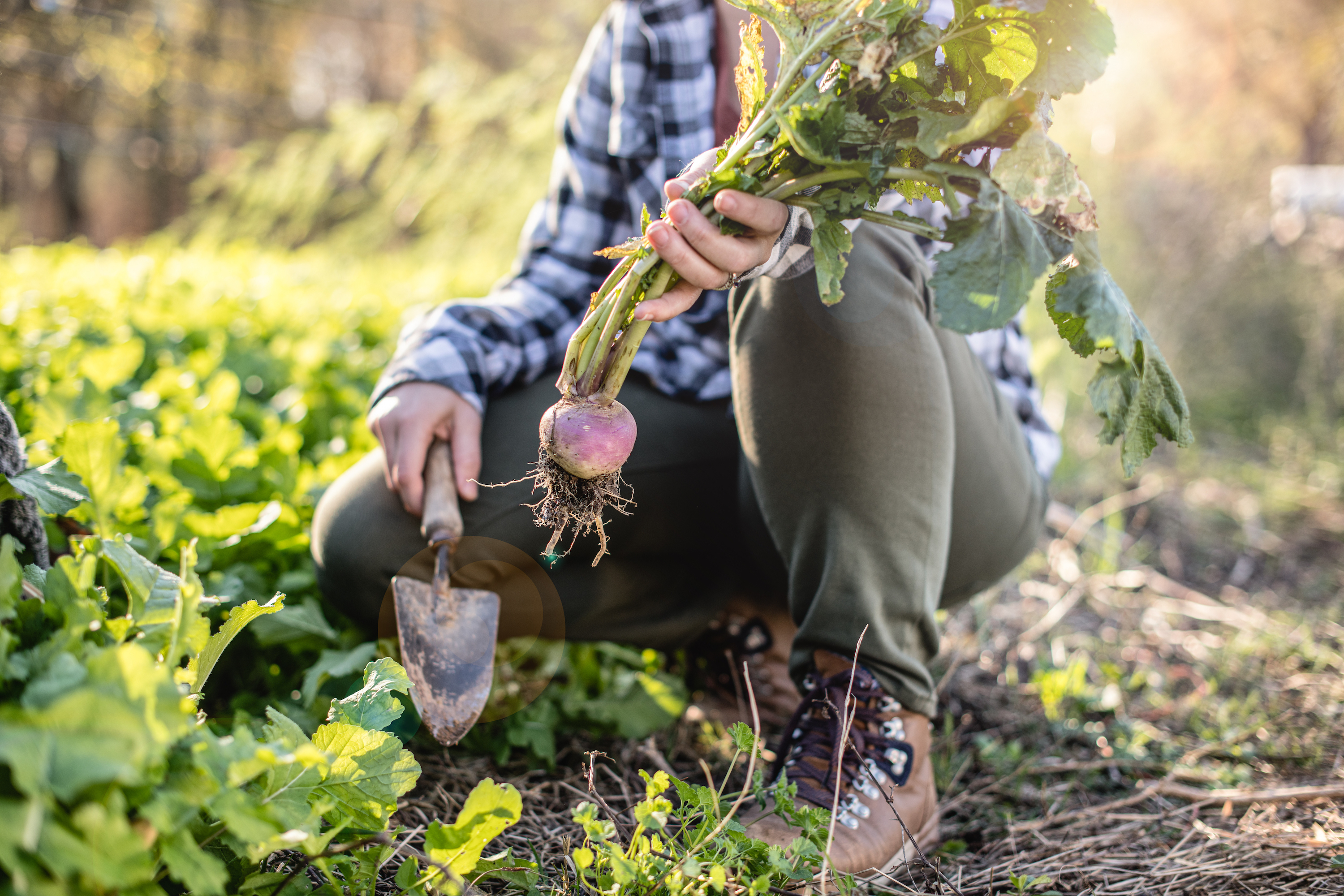 Marcia Schabel holds up a crop of radishes that she just pulled out of the ground.