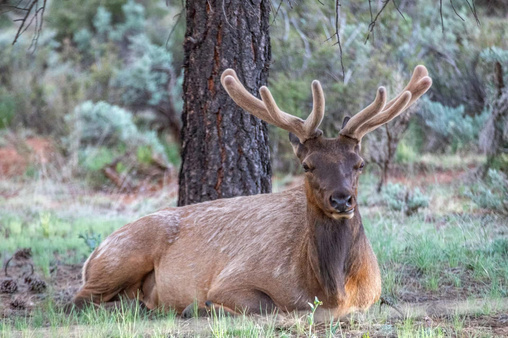 An elk laying on the ground in Kaibab National Forest taken by Jeff Poe