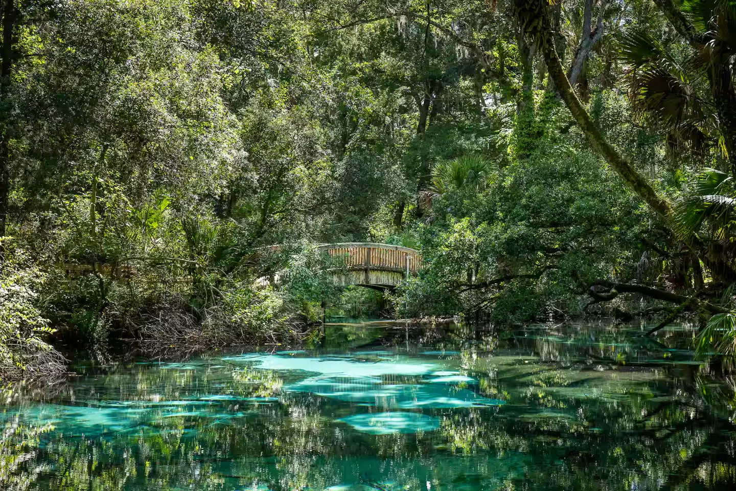 A bridge over swampy water in Ocala National Forest