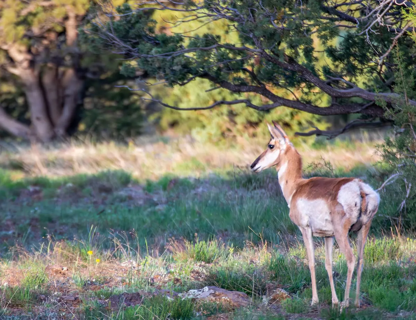 An pronghorn in Kaibab National Forest photo by Jeff Poe.