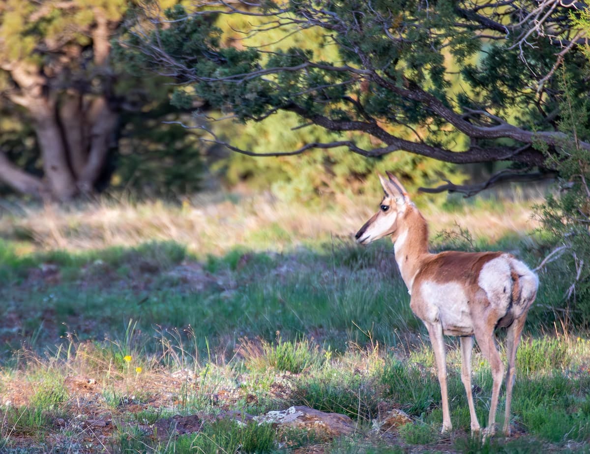 An pronghorn in Kaibab National Forest photo by Jeff Poe.
