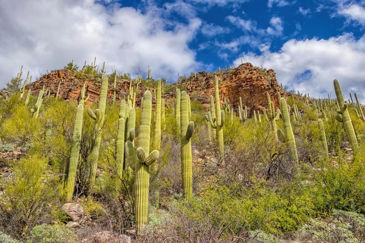 Tall green cactus on the side of a rocky mountainside in Coronado National Forest (National Forest Foundation).
