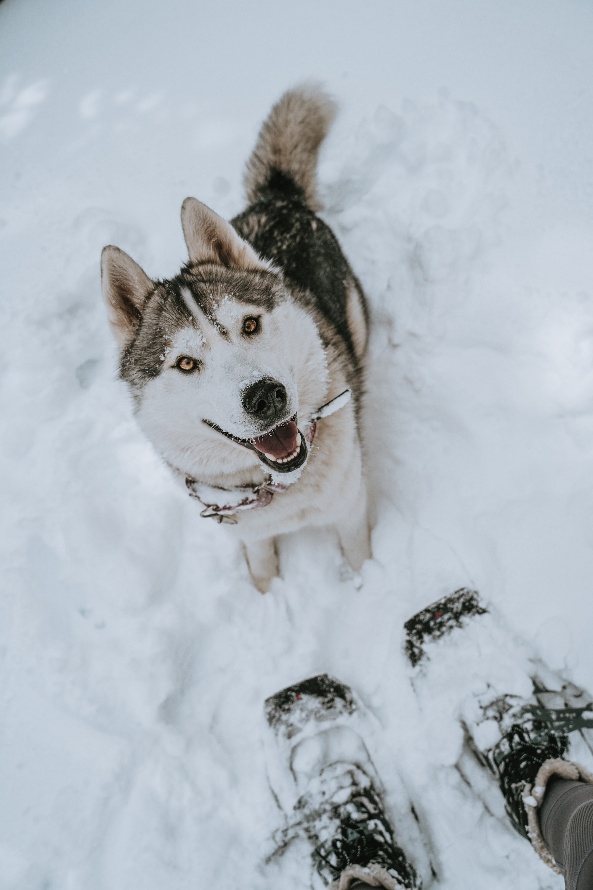 A sweet husky looking up at its owner from the ground blanketed in snow. 