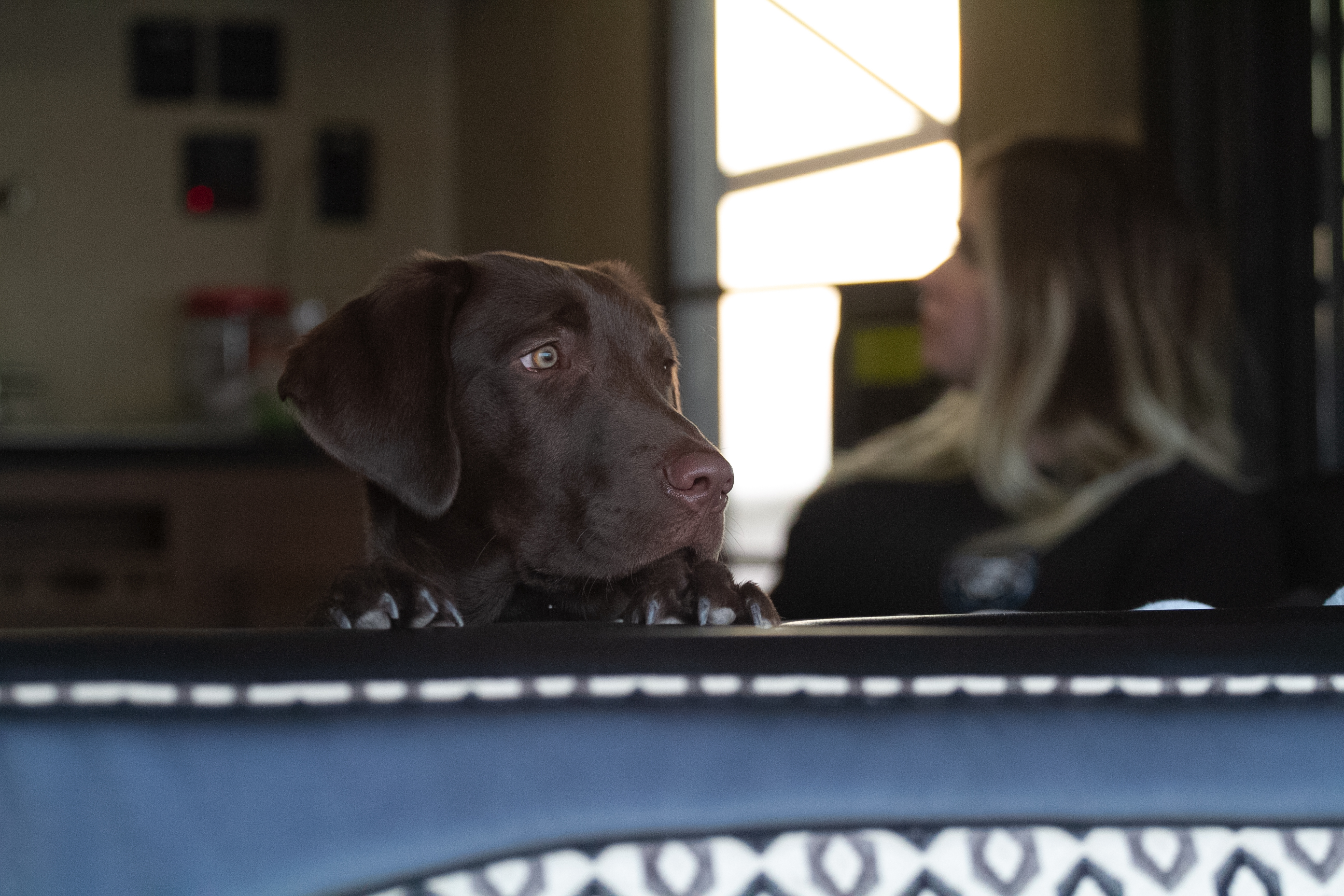 Rossi the dog looking out an RV window. 