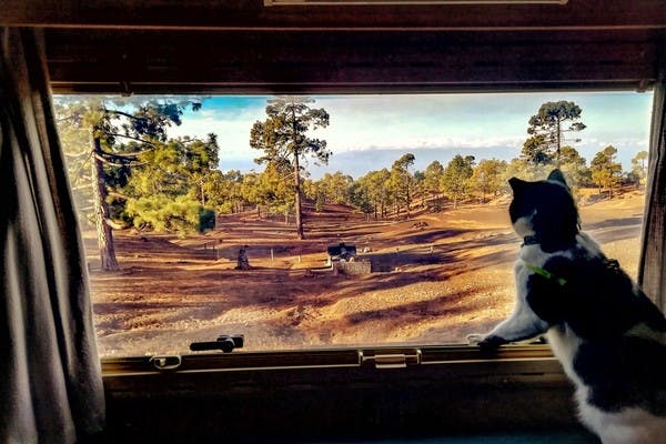 Black and white cat with a collar and harness, looking out the window at rocky dirt and scattered pine trees.