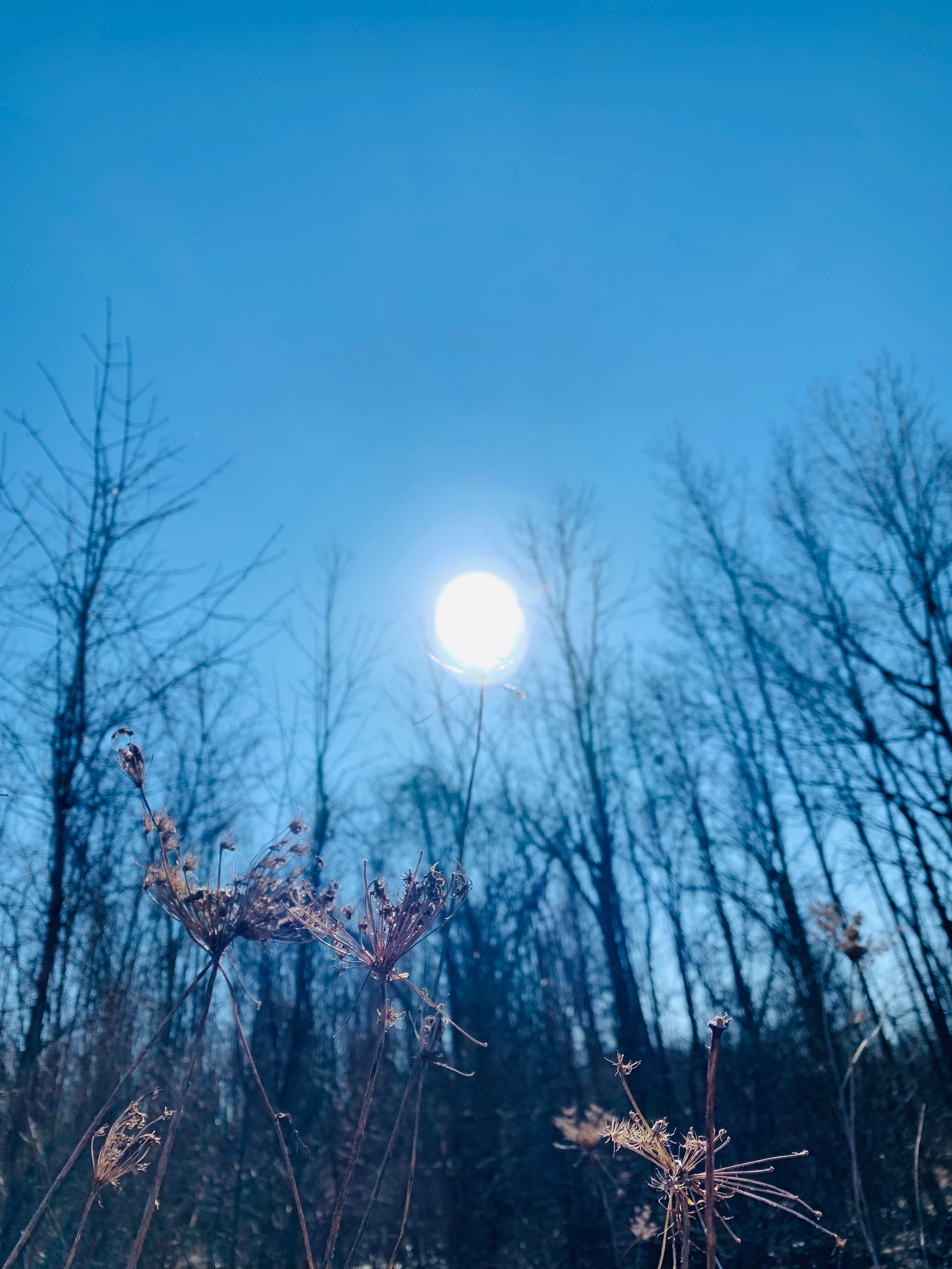 View looking up at the sun in a blue sky with small plants in front and bare trees in the background