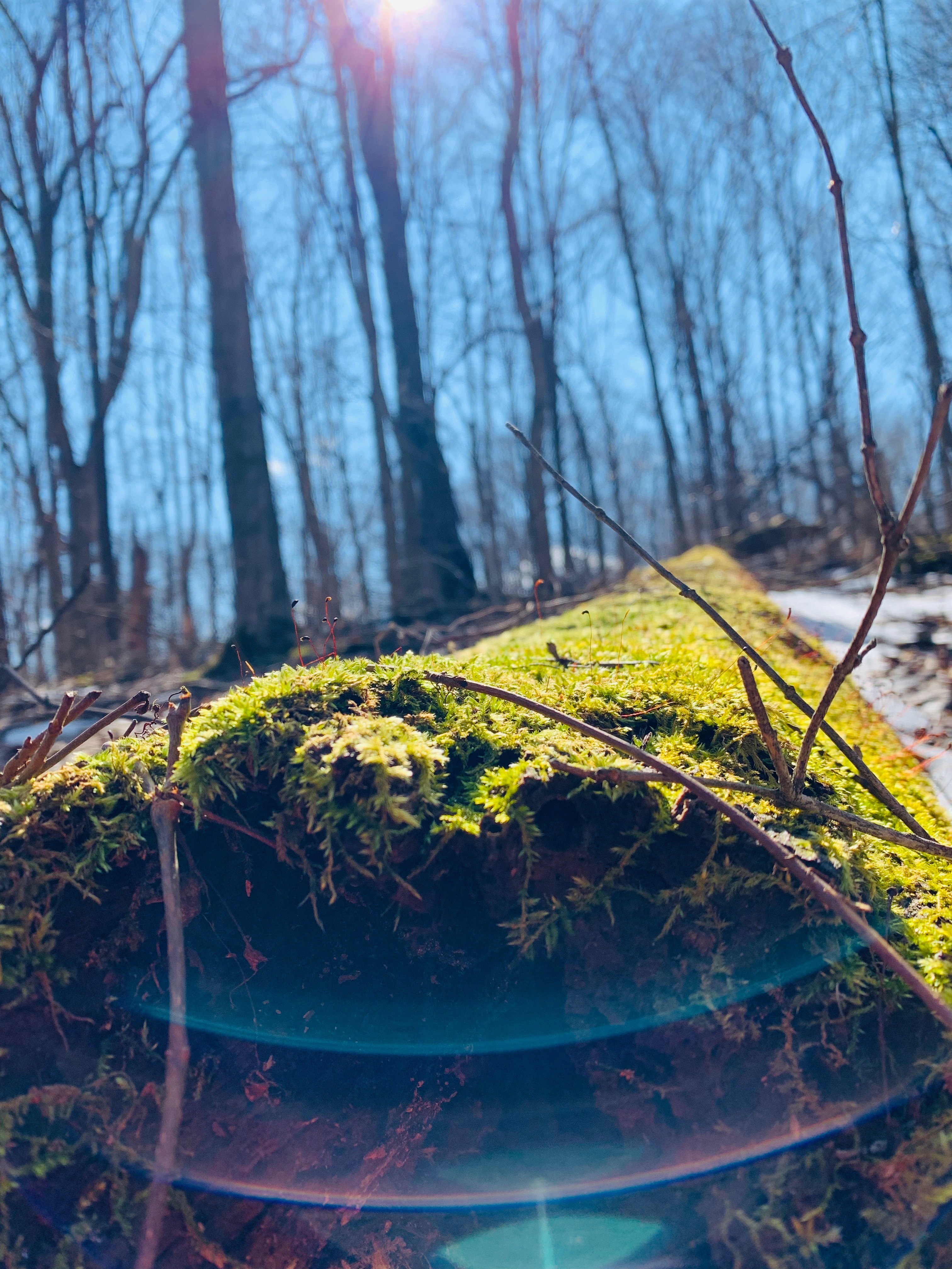 Green moss gross on a fall log with sun shining down