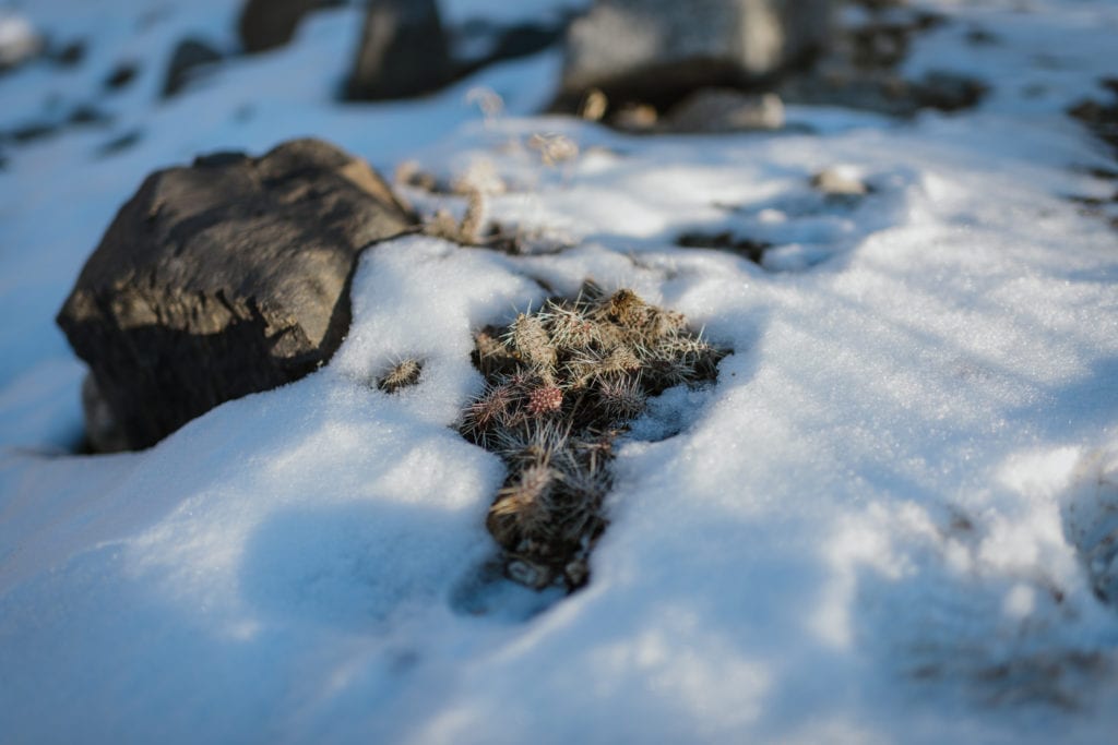 Close up of snow on rocks with dry brush poking through
