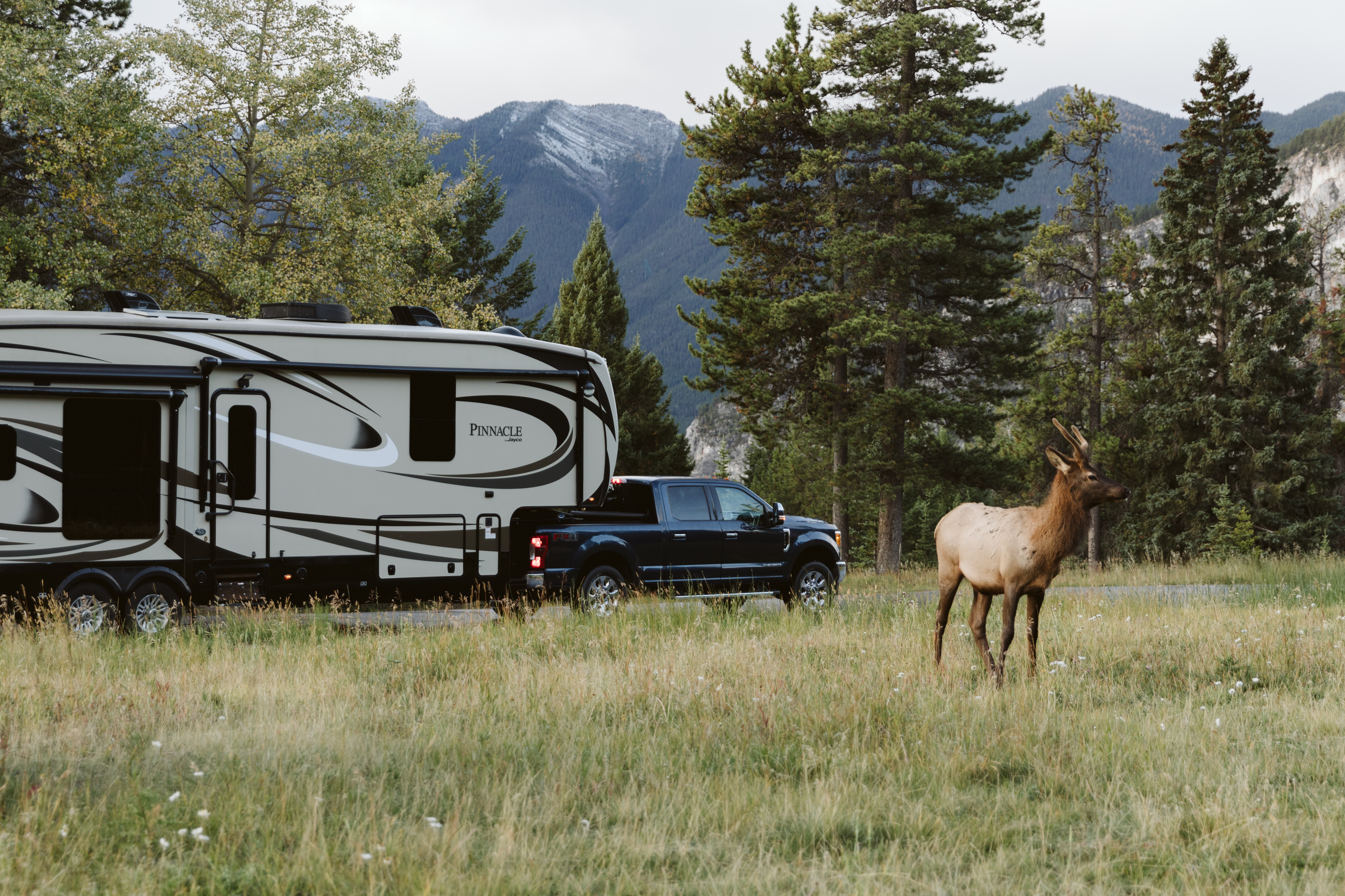 A deer standing in a meadow with the truck and RV off in the background. 