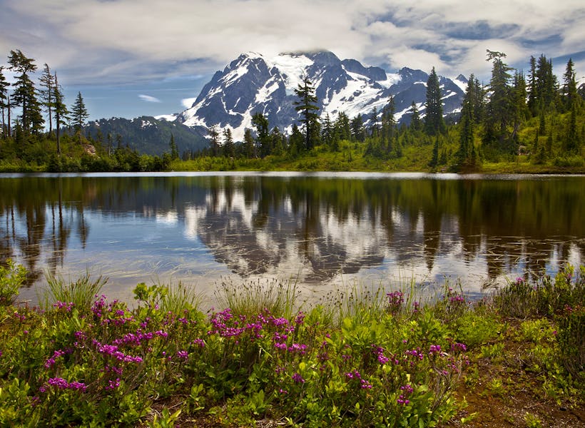 wildflowers by a lake in mt baker national forest