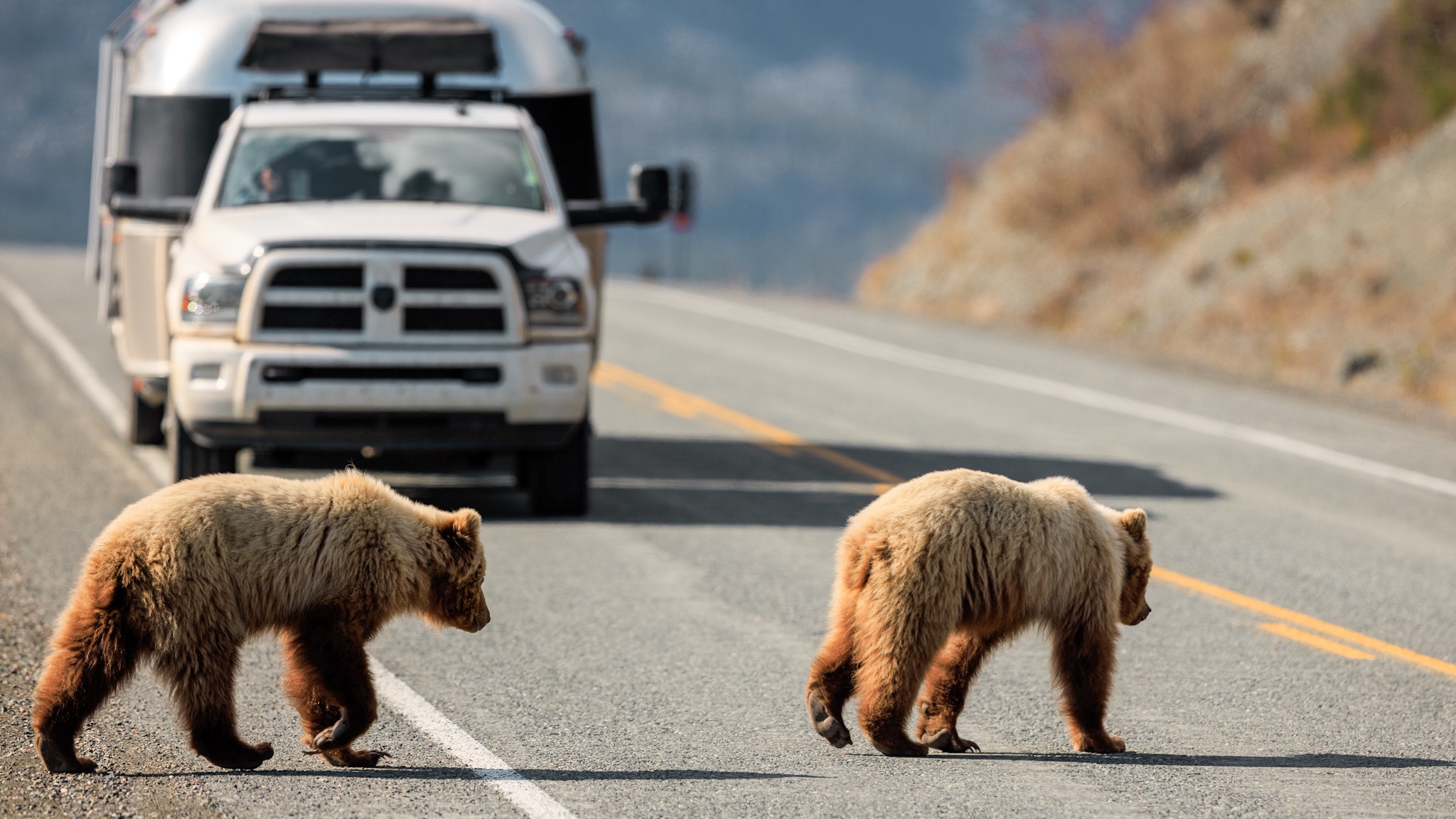 Grizzly bears crossing the road in front of Karen Blue's Aristream