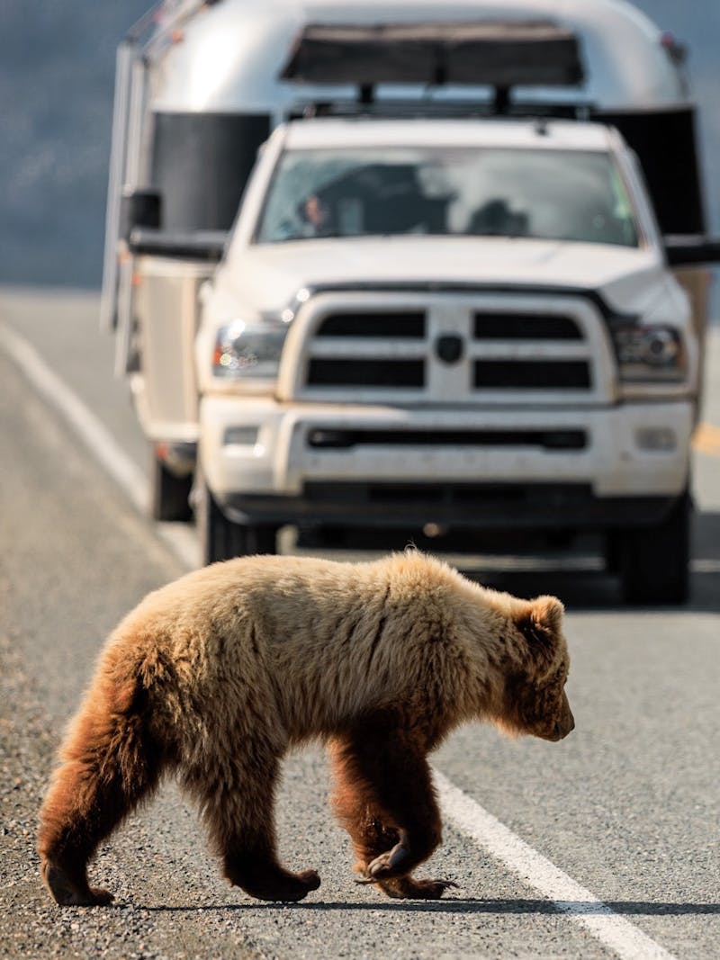 Grizzly bears crossing the road in front of Karen Blue's Aristream