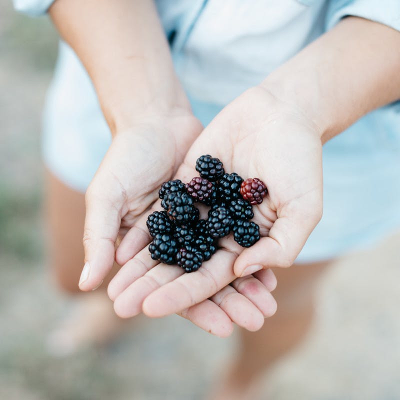 Two hands cupping a mount of ripe, deep purple berries.