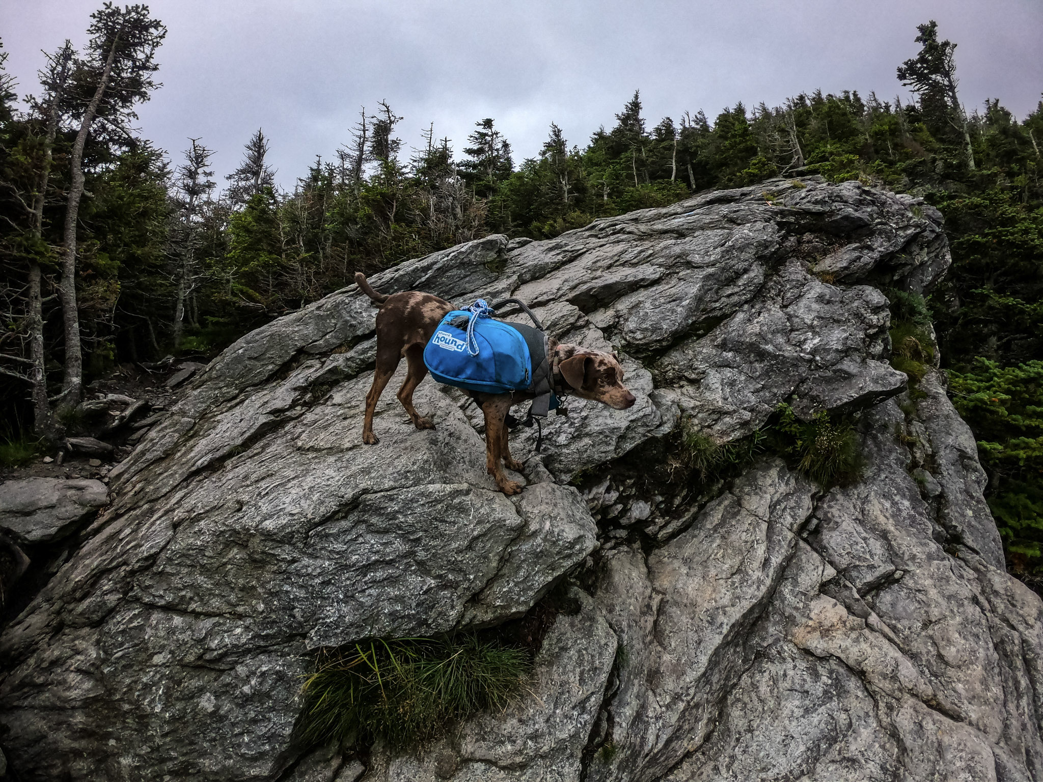 A dog wearing a backpack standing on a craggy rock.