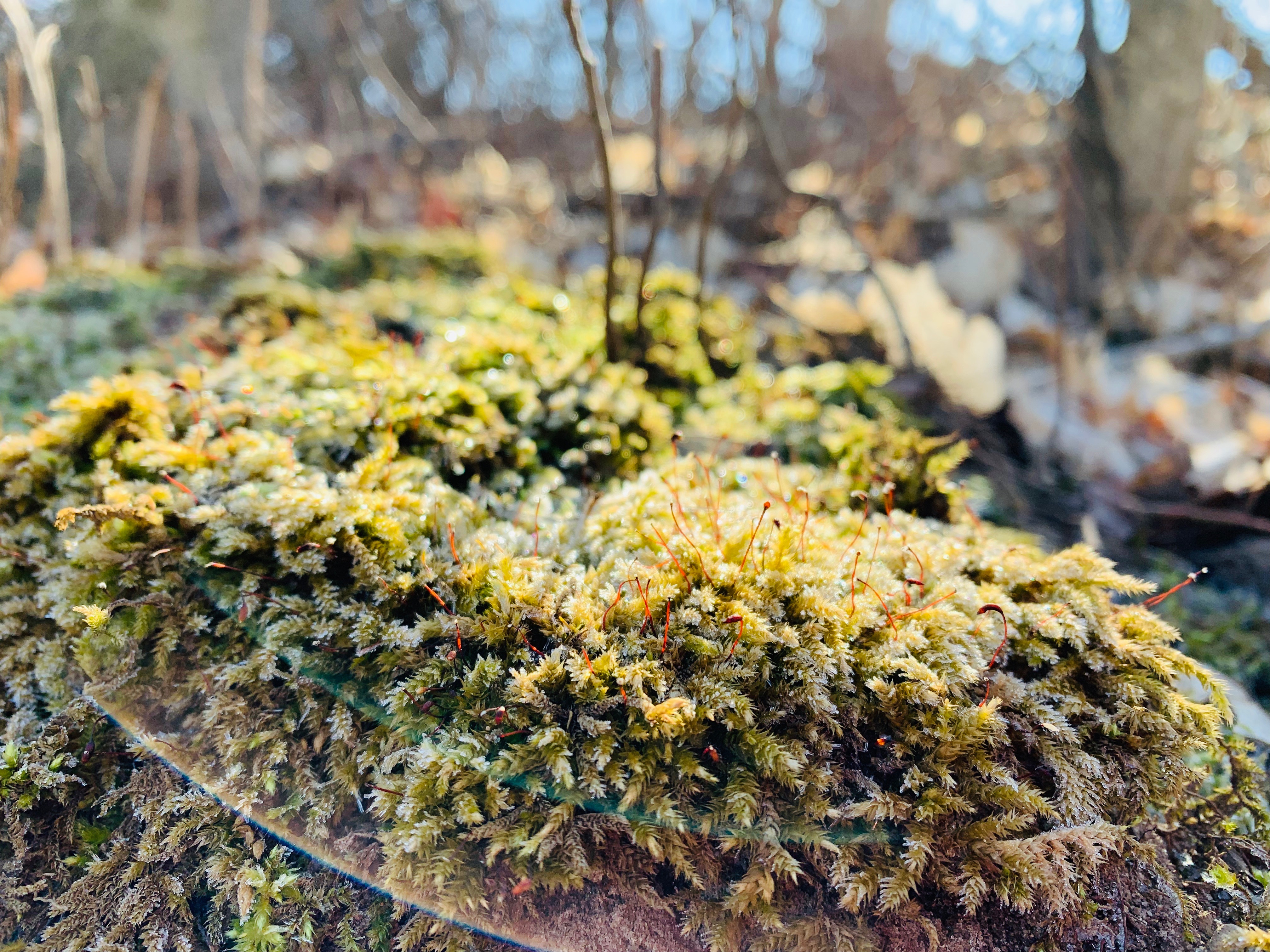 Close up of green and gold moss growing on fallen log in forest